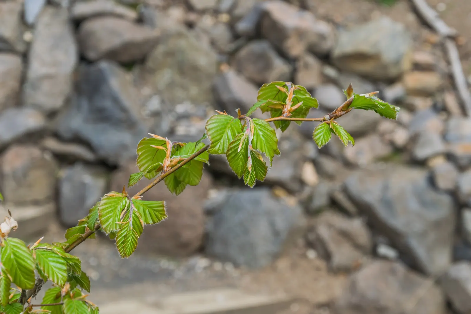 European Beech (Fagus Sylvatica) — but it is important to ensure it has adequate space to grow both above and below ground; with the arrival of, image 70