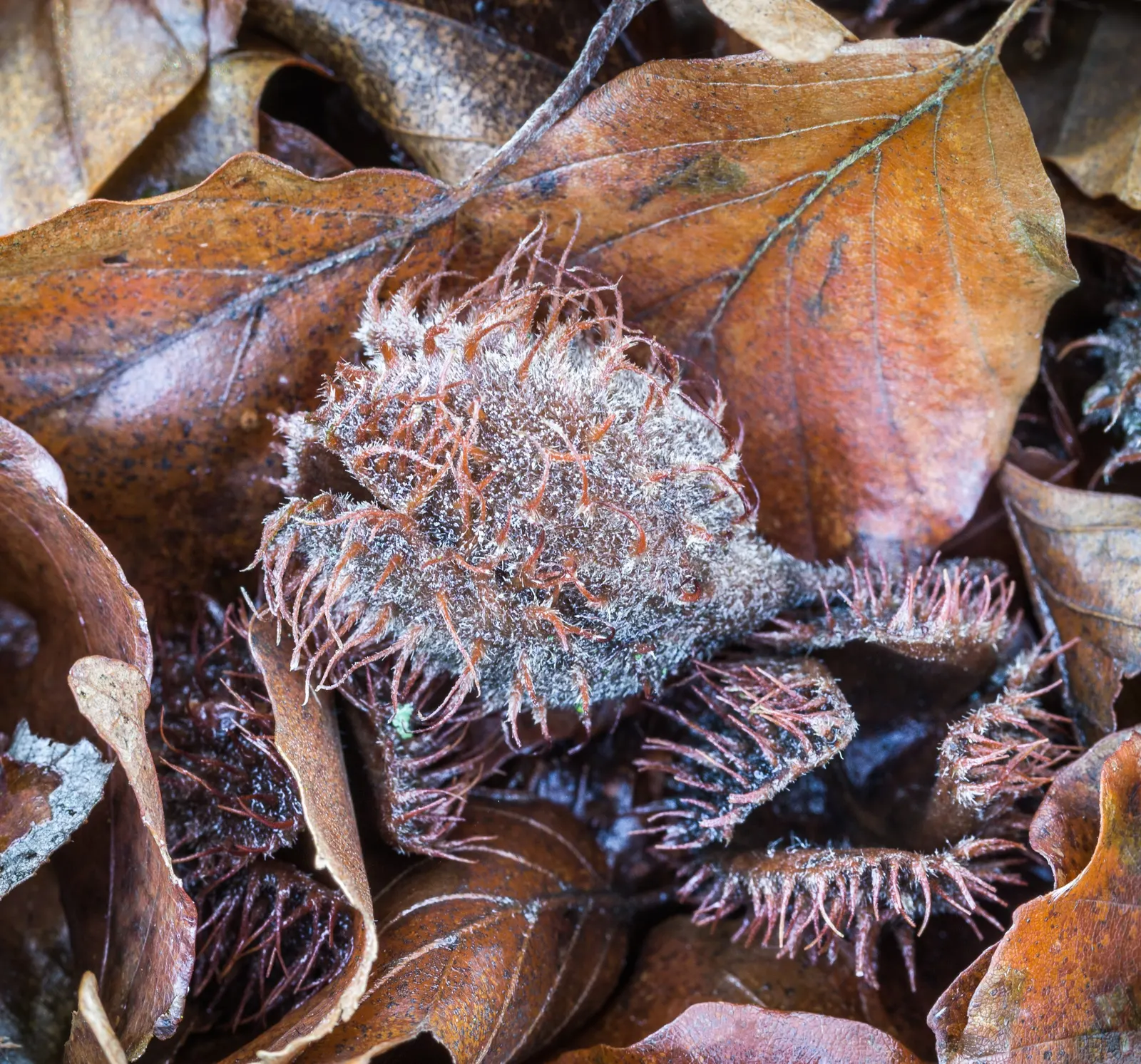 European Beech (Fagus Sylvatica) — Hardy in USDA zones 4-7, it thrives in well-drained soil and full sun to part shade; the European Beech (Fagus, image 80