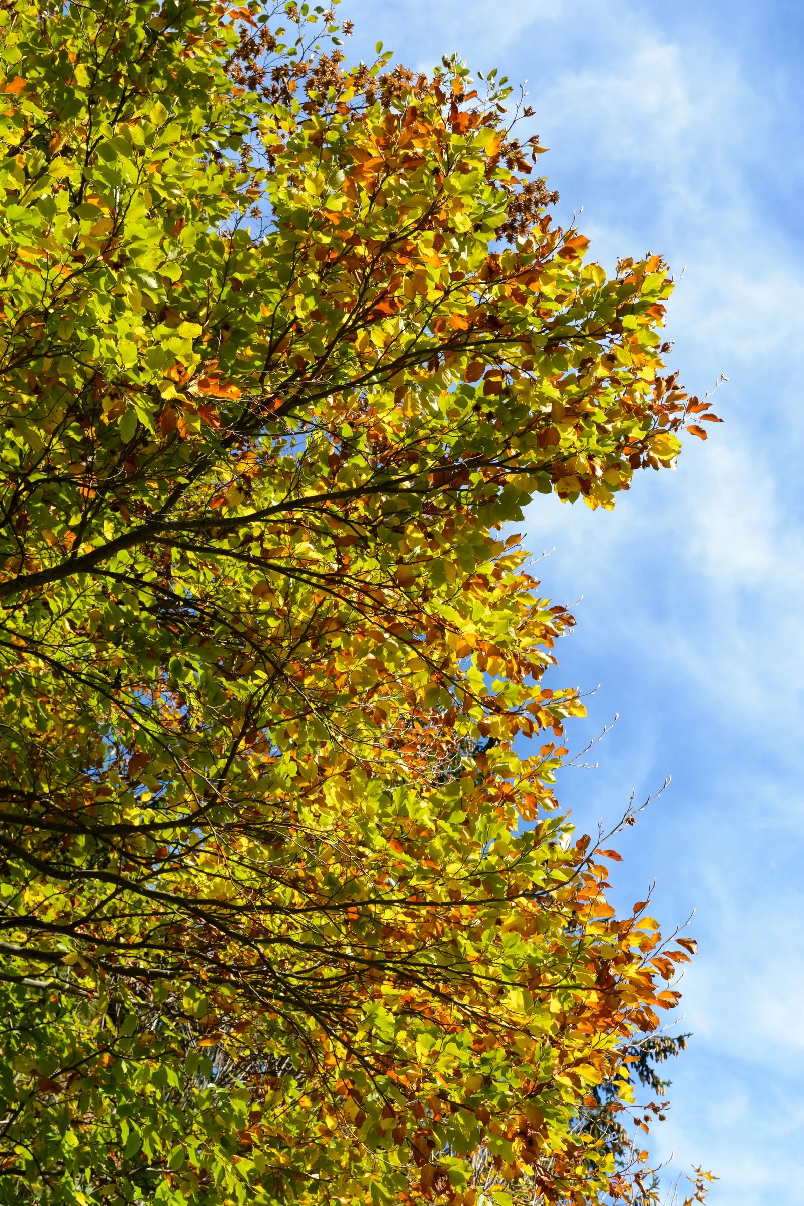 European Beech (Fagus Sylvatica) — highly sought after in landscape designs for its majestic form and year-round aesthetic appeal; ovate leaves that turn a