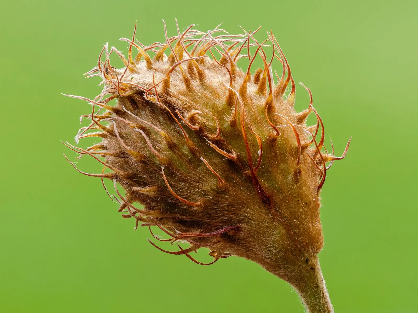 European Beech (Fagus Sylvatica) — highly sought after in landscape designs for its majestic form and year-round aesthetic appeal; ovate leaves, image 58
