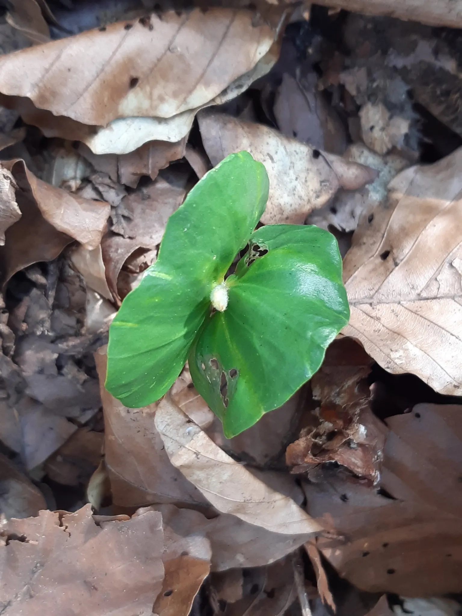 European Beech (Fagus Sylvatica) — It has a growth rate considered moderate