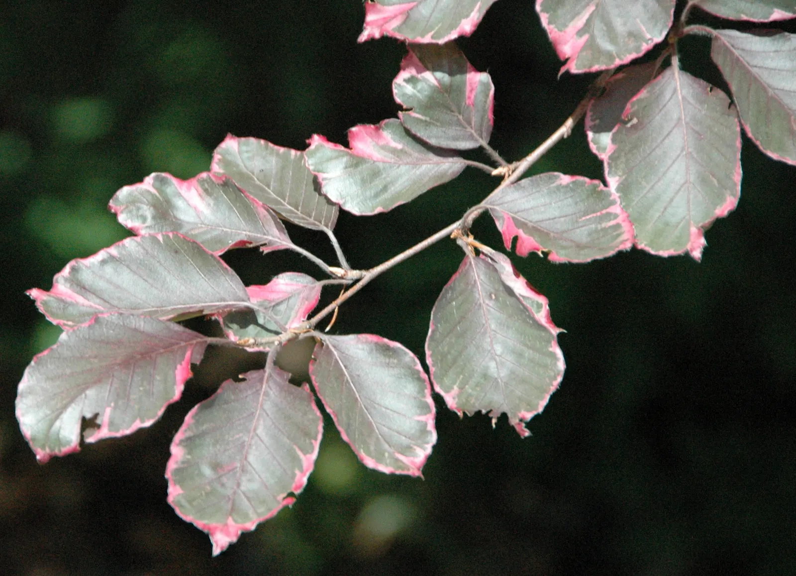 European Beech (Fagus Sylvatica) — tree for full or half; the tree provides minimal ecological benefit as its dense canopy can inhibit the growth of