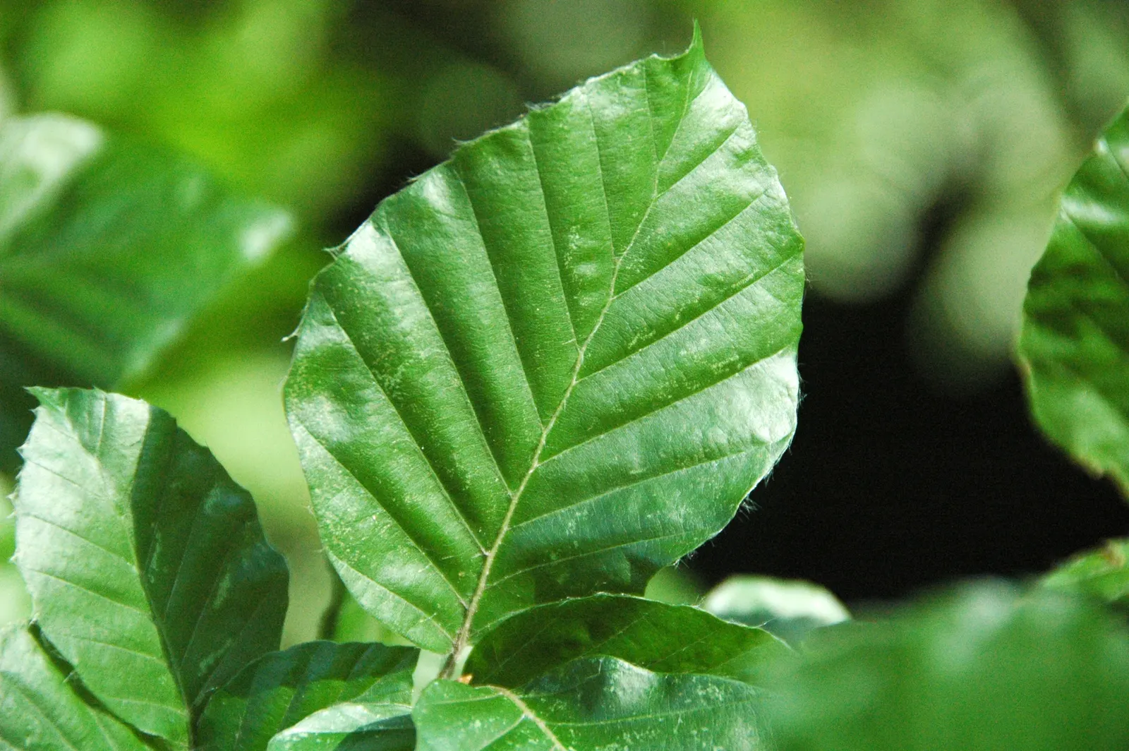 European Beech (Fagus Sylvatica) — The European Beech (Fagus sylvatica) stands as an eminent and versatile deciduous tree; as its root system is, image 57