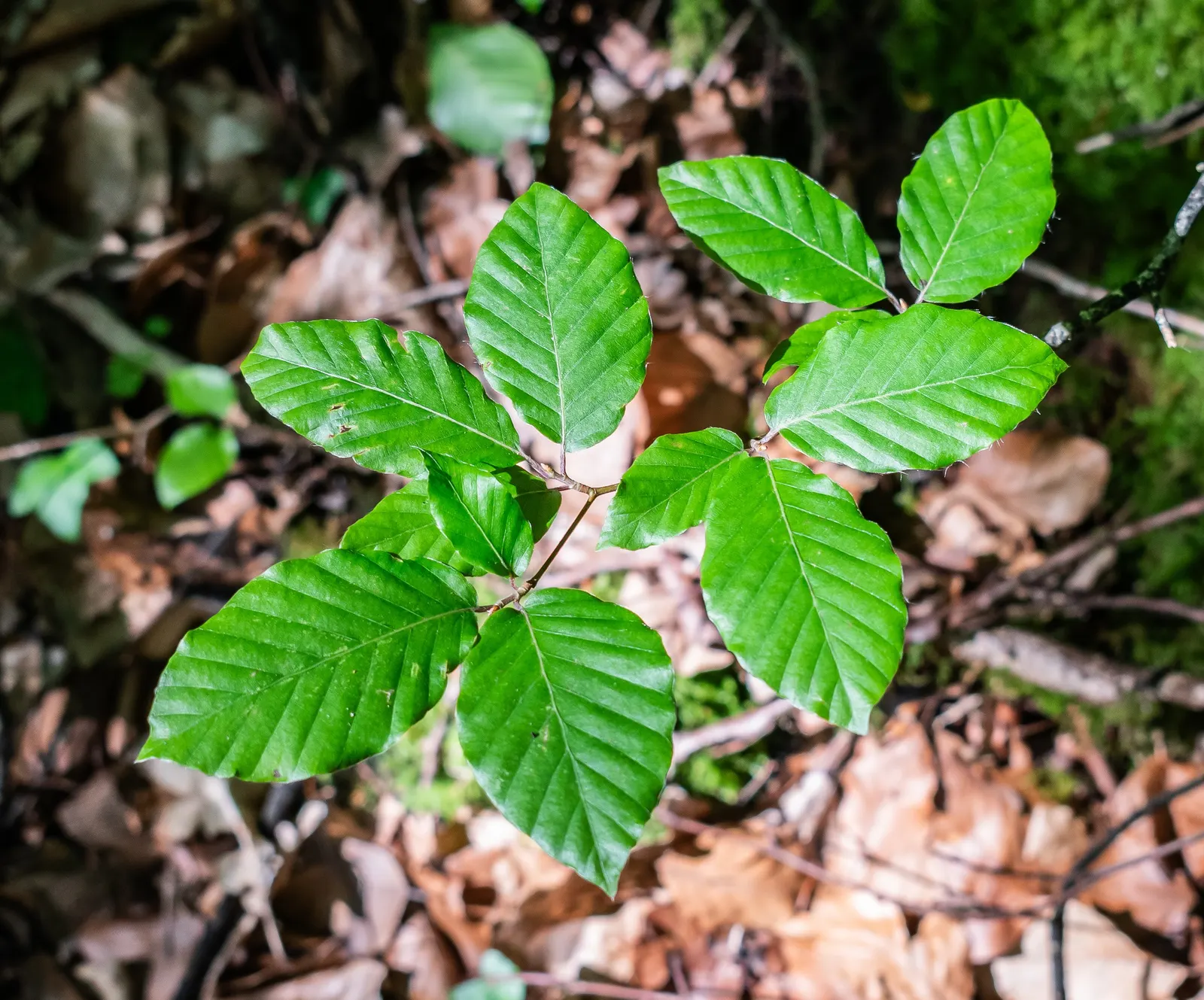 European Beech (Fagus Sylvatica) — The European Beech (Fagus sylvatica) is a majestic; reaching up to 60 feet tall with a canopy spread of 35-45, image 76