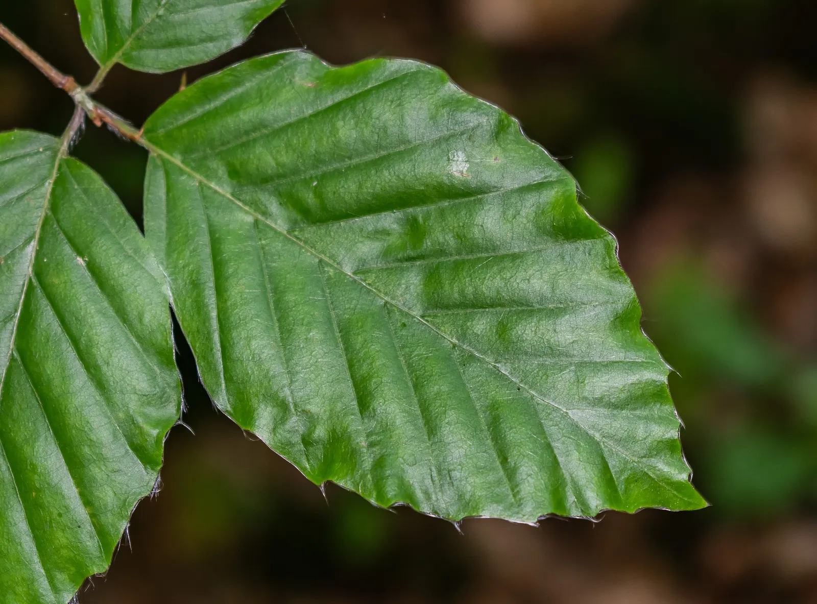 European Beech (Fagus Sylvatica) — which matures to a deep emerald through the summer months; year-round elegance for any landscape setting, image 61