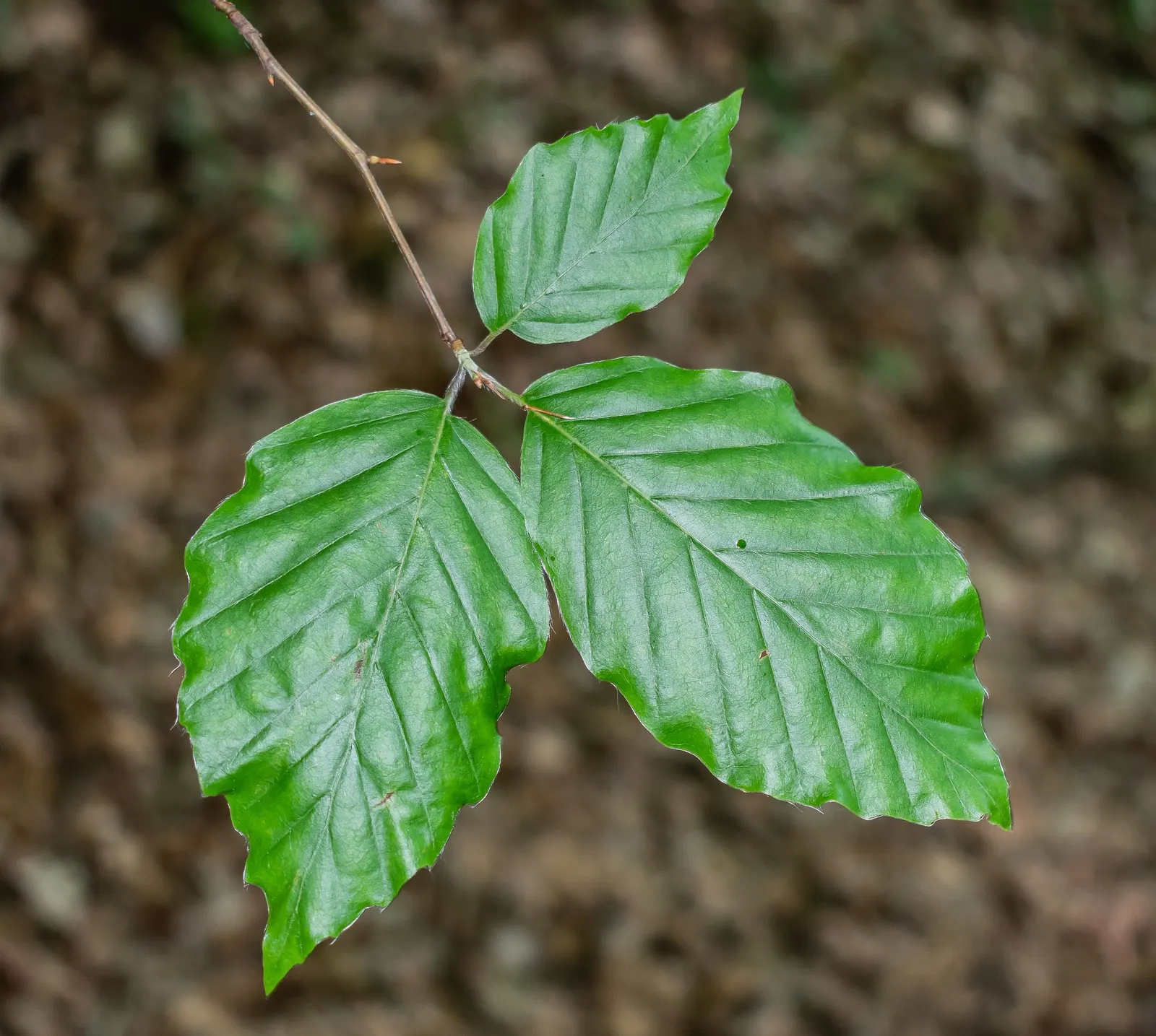 European Beech (Fagus Sylvatica) — the tree provides minimal ecological benefit as its dense canopy can inhibit the growth of underplanting; the, image 72