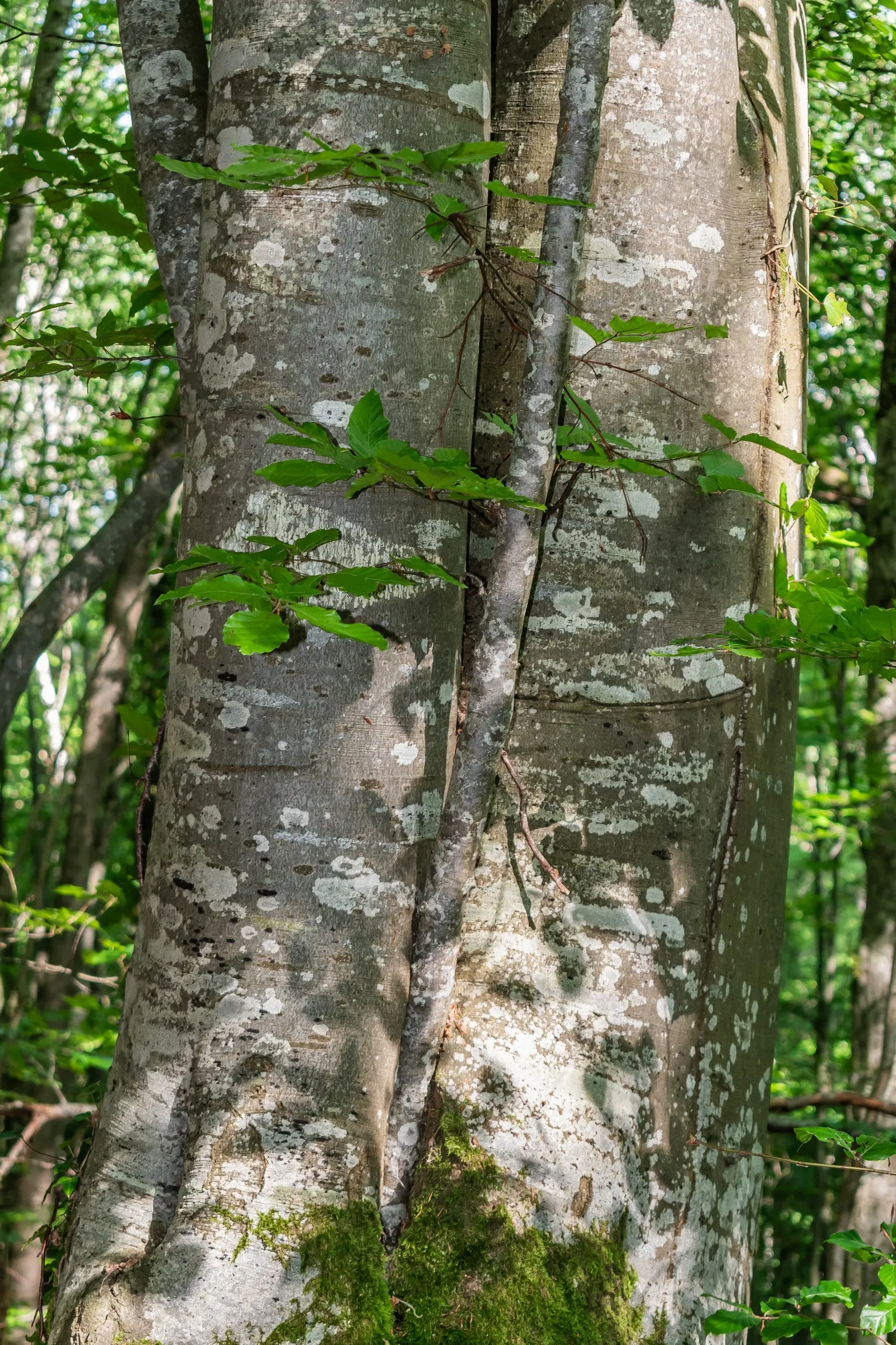 European Beech (Fagus Sylvatica) — Reaching up to 60 feet tall with a canopy spread of 35-45 feet, it creates dense shade; tree for full or half