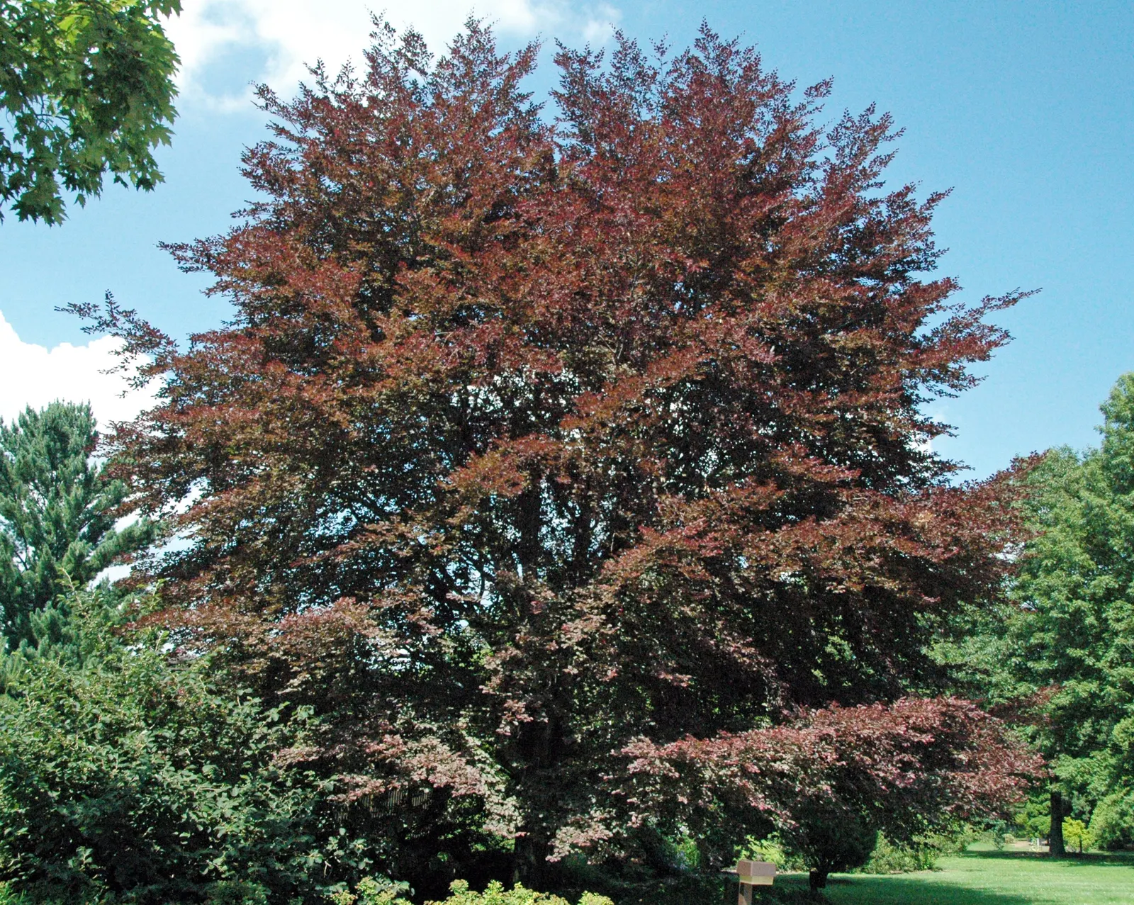 European Beech (Fagus Sylvatica) — The European Beech (Fagus sylvatica) is a majestic; reaching up to 60 feet tall with a canopy spread of 35-45, image 51
