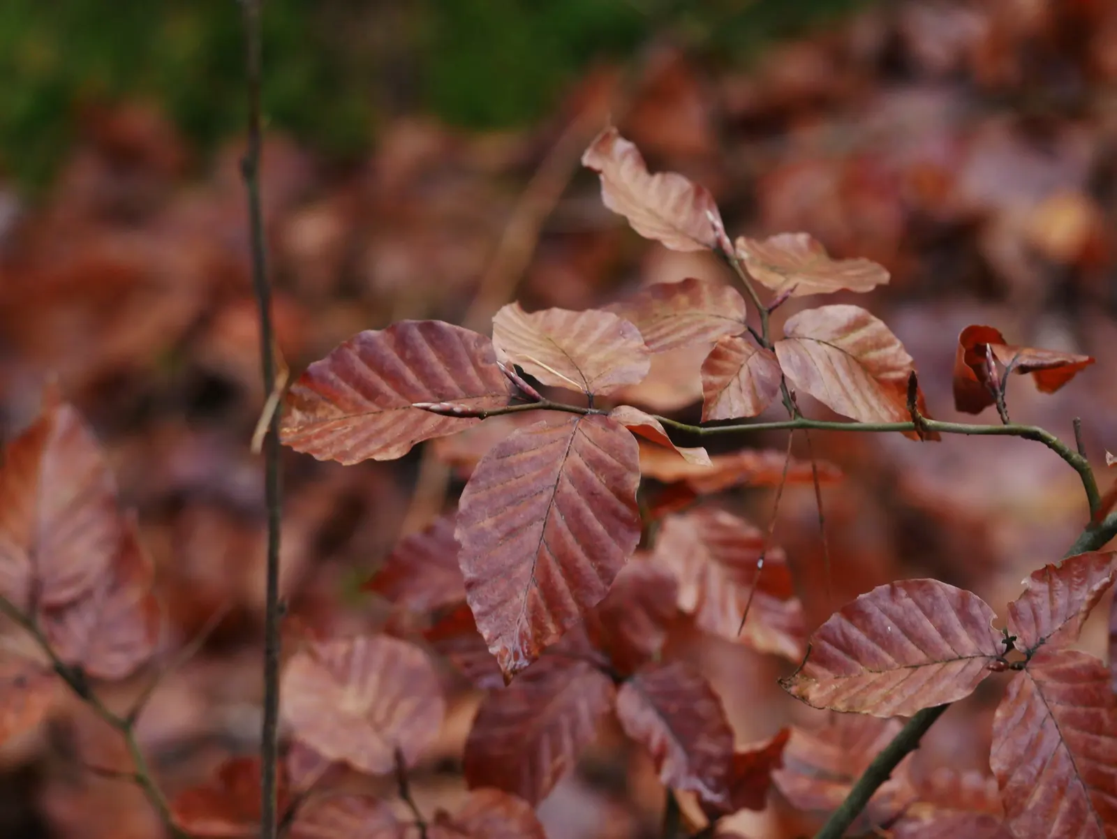 European Beech (Fagus Sylvatica) — It has a growth rate considered moderate; silvery-gray bark and lush