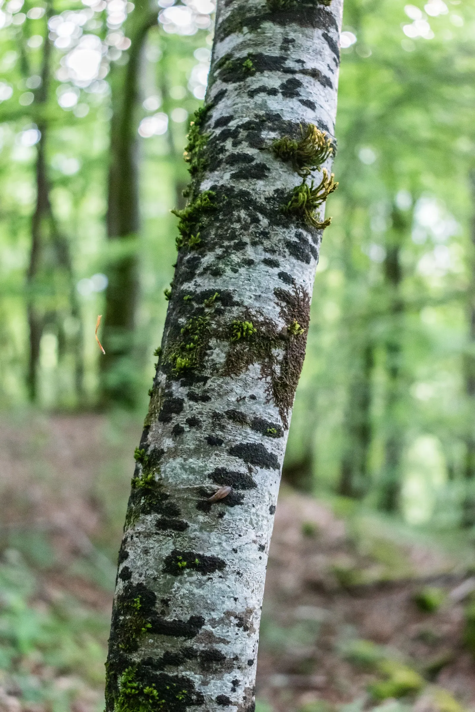 European Beech (Fagus Sylvatica) — The European Beech (Fagus sylvatica) is a majestic