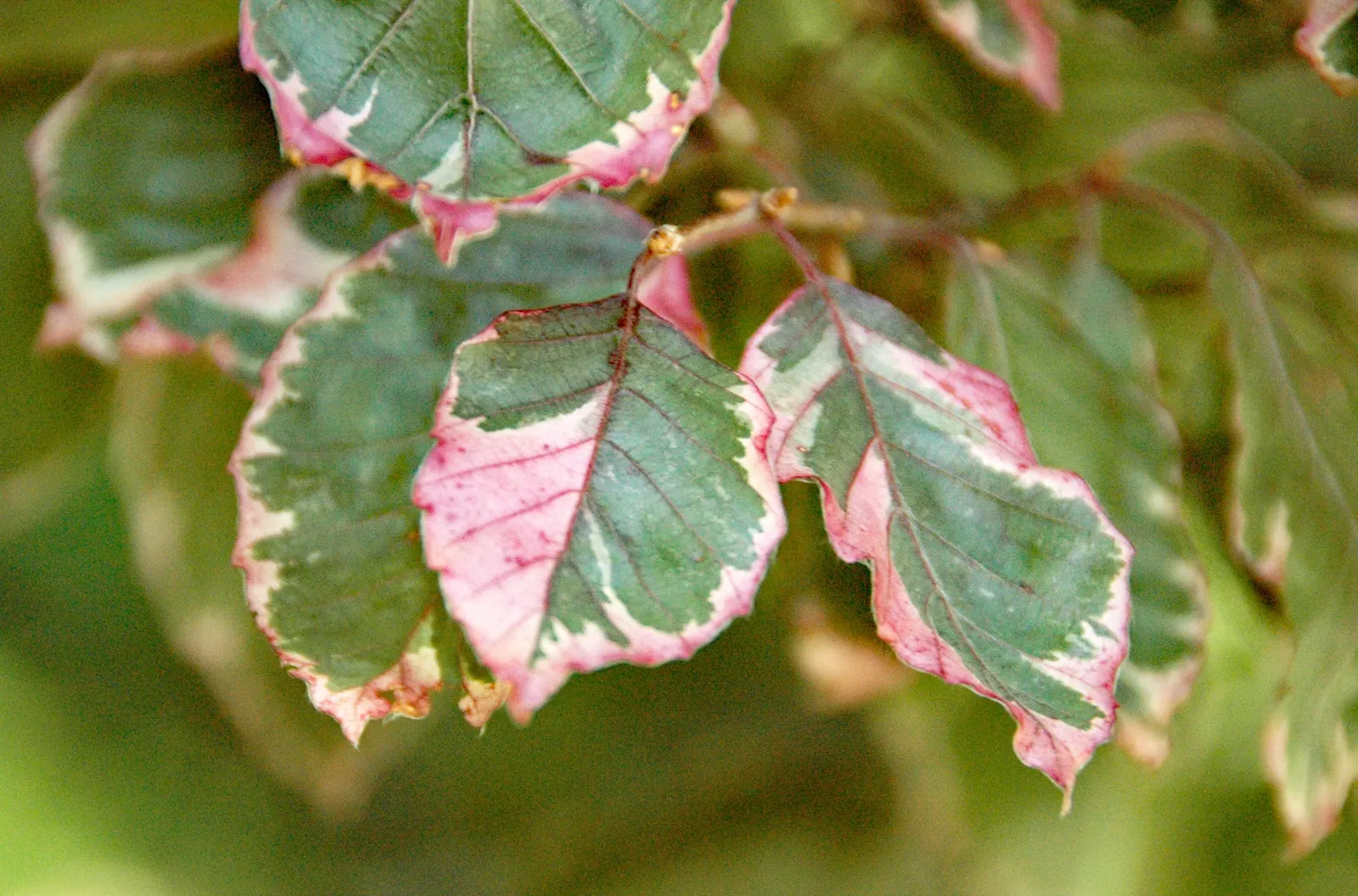 European Beech (Fagus Sylvatica) — but its grandeur and seasonal variations guarantee a dignified; highly sought after in landscape designs for its majestic