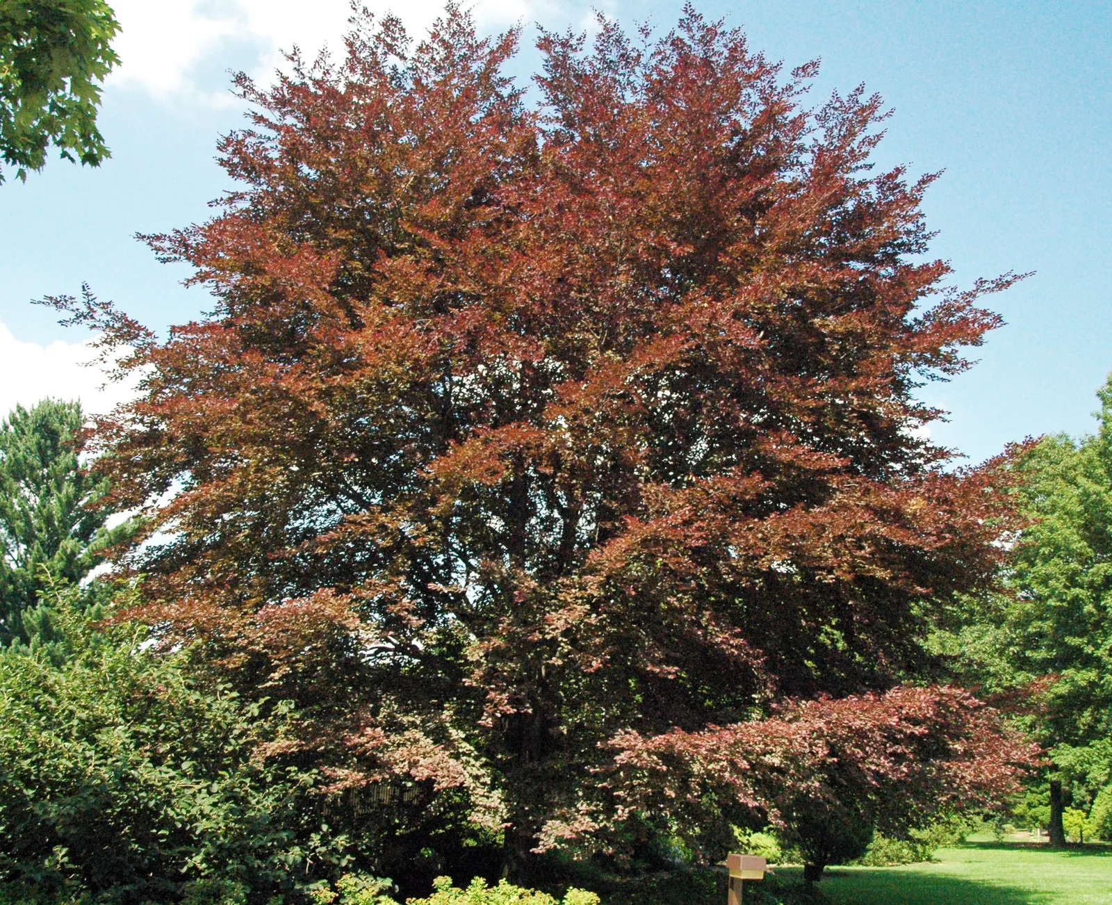 European Beech (Fagus Sylvatica) — ovate leaves that turn a rich copper in autumn; which should be taken into consideration during the planning, image 53