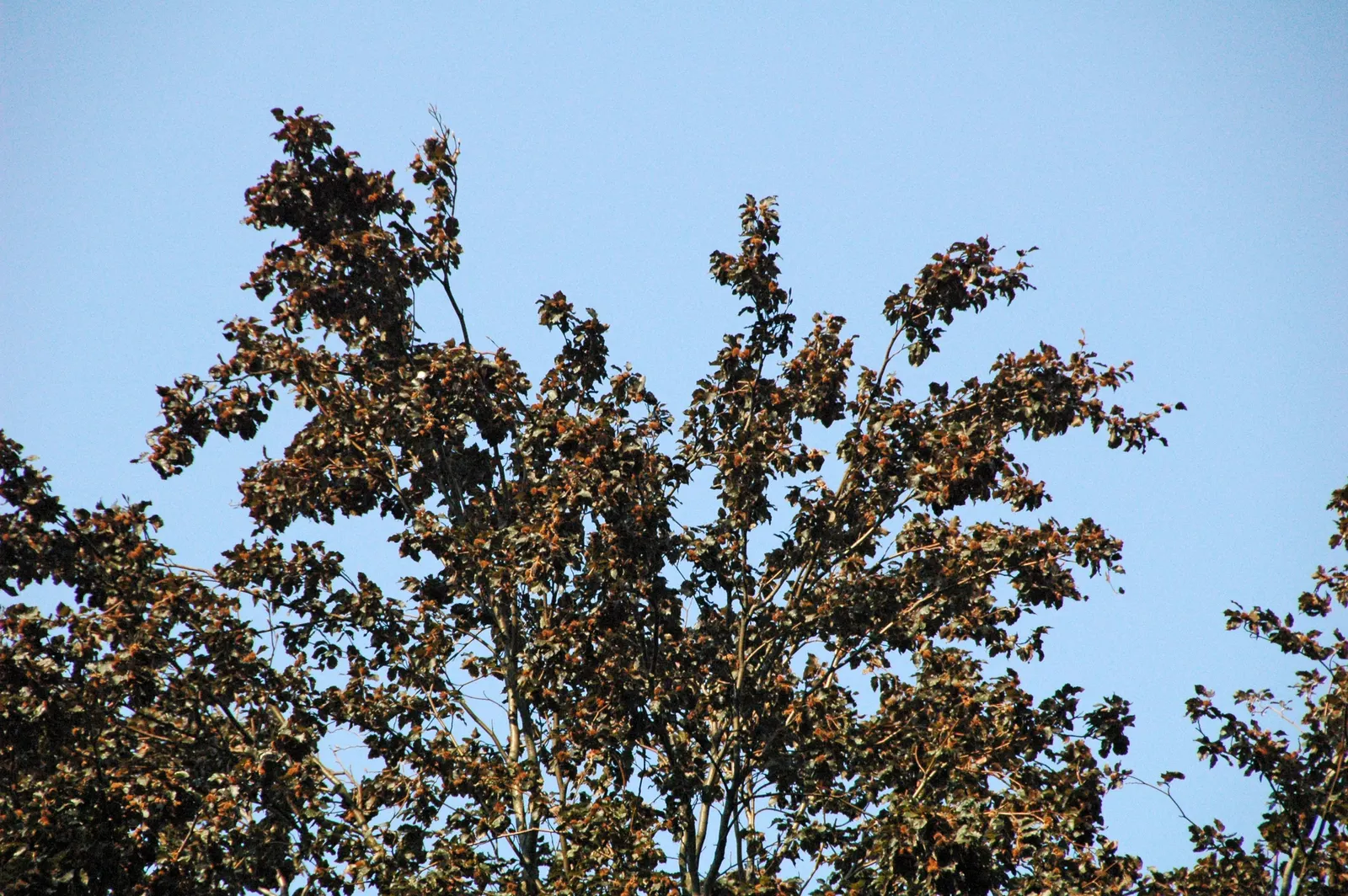 European Beech (Fagus Sylvatica) — but its grandeur and seasonal variations guarantee a dignified