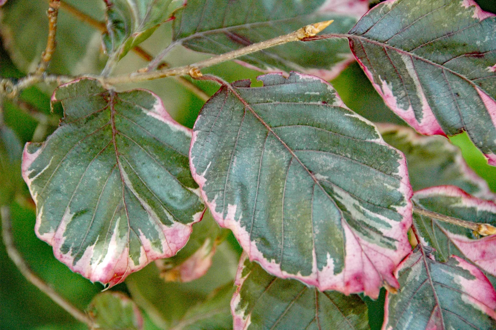European Beech (Fagus Sylvatica) — appreciated for its smooth; which matures to a deep emerald through the summer months, image 52