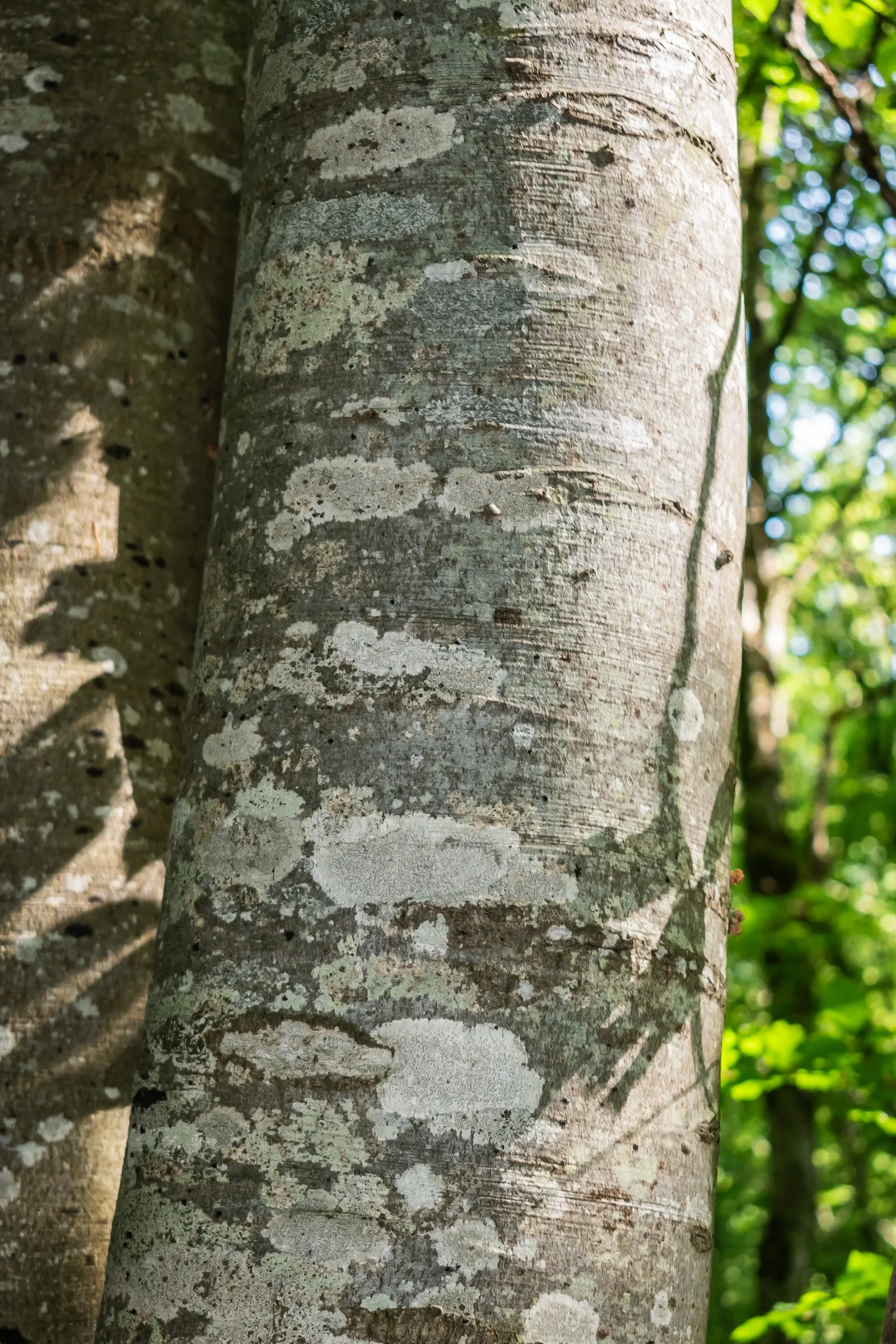European Beech (Fagus Sylvatica) — appreciated for its smooth