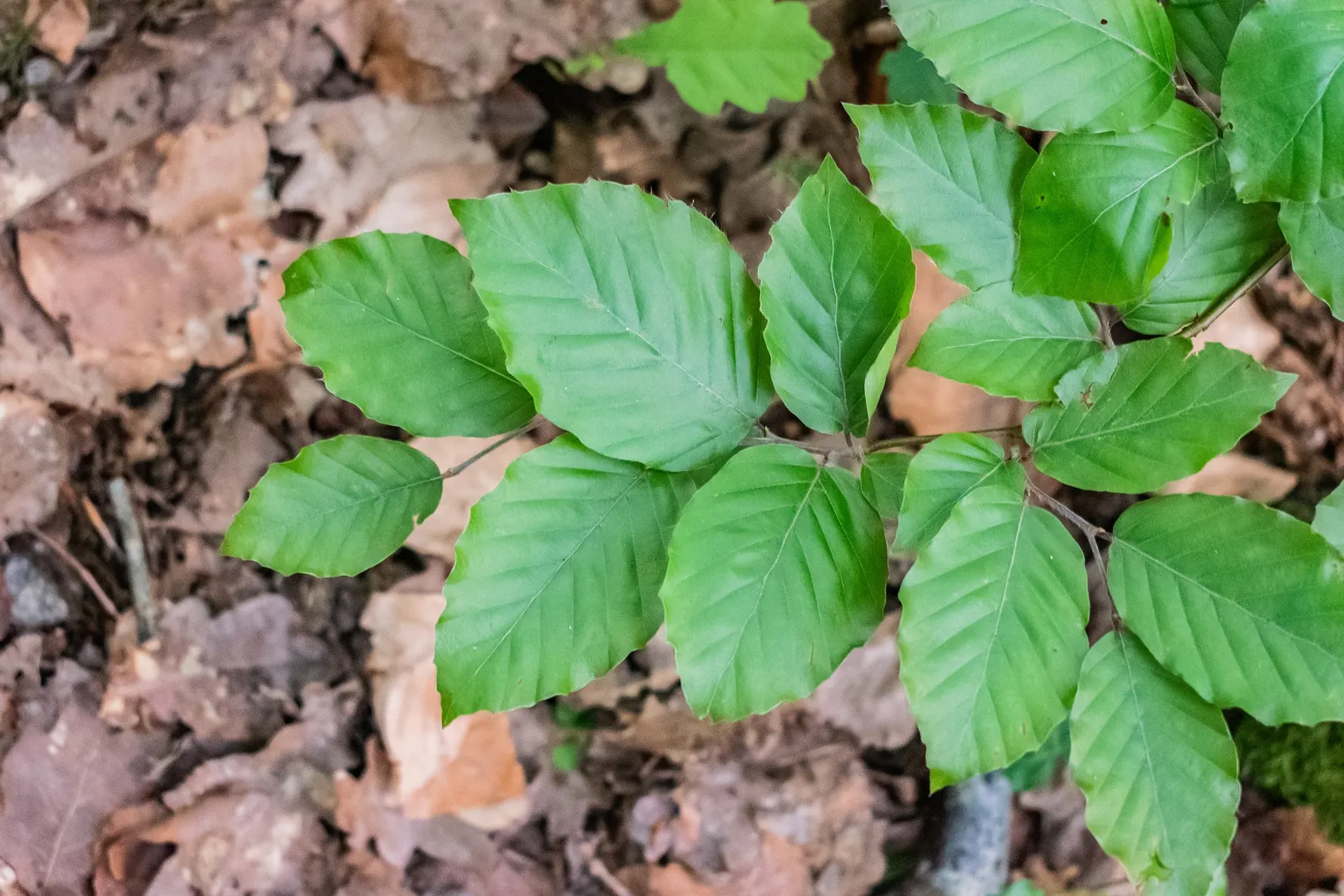 European Beech (Fagus Sylvatica) — Reaching up to 60 feet tall with a canopy spread of 35-45 feet, it creates dense shade