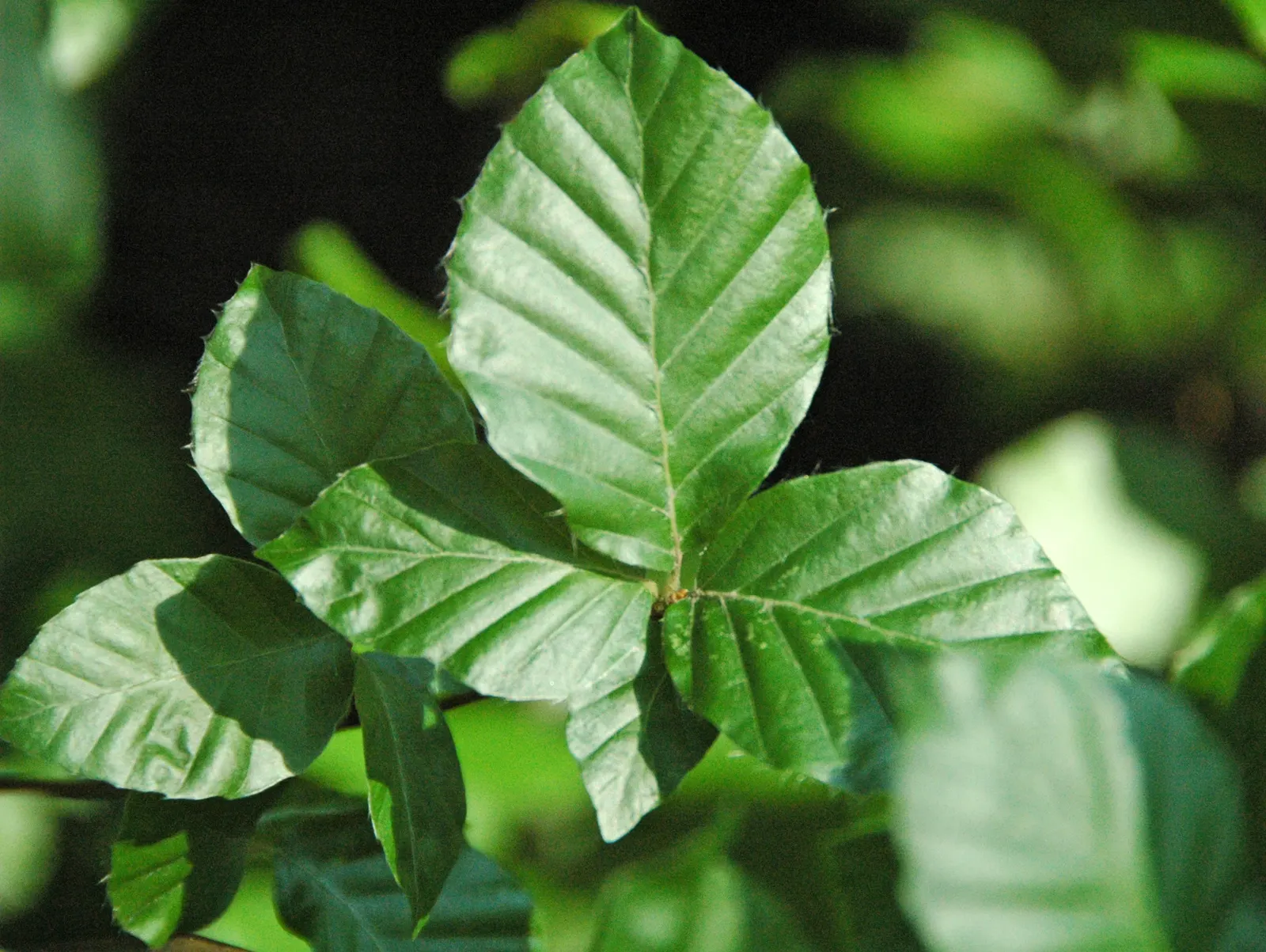 European Beech (Fagus Sylvatica) — A stately choice for large spaces and avenues; allowing it to provide substantial shade, image 56
