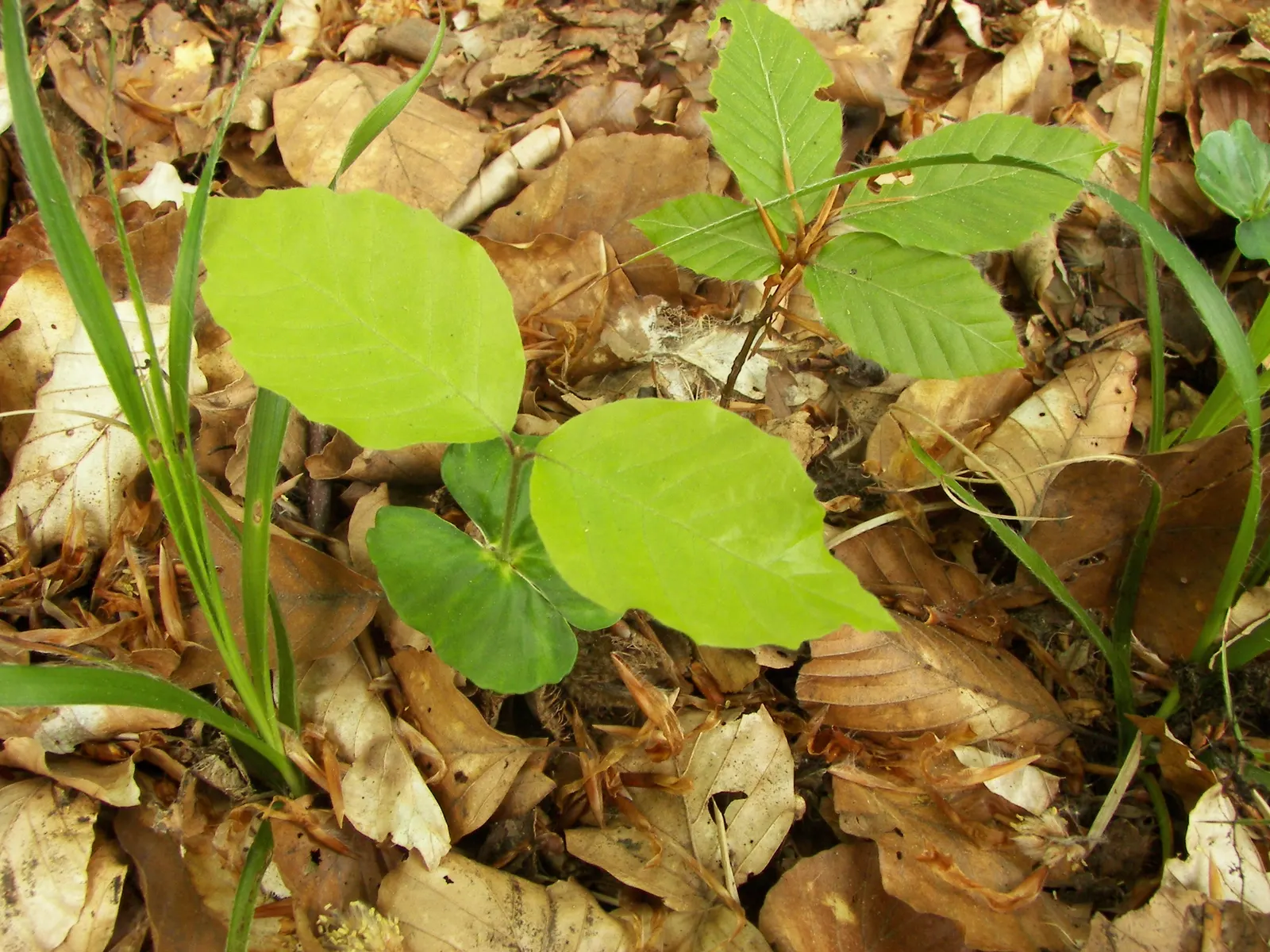 European Beech (Fagus Sylvatica) — with a spread of about 35 to 45 feet, image 38