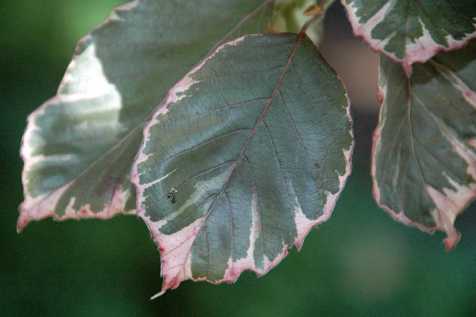 European Beech (Fagus Sylvatica) — the tree provides minimal ecological benefit as its dense canopy can inhibit the growth of underplanting; the European Beech