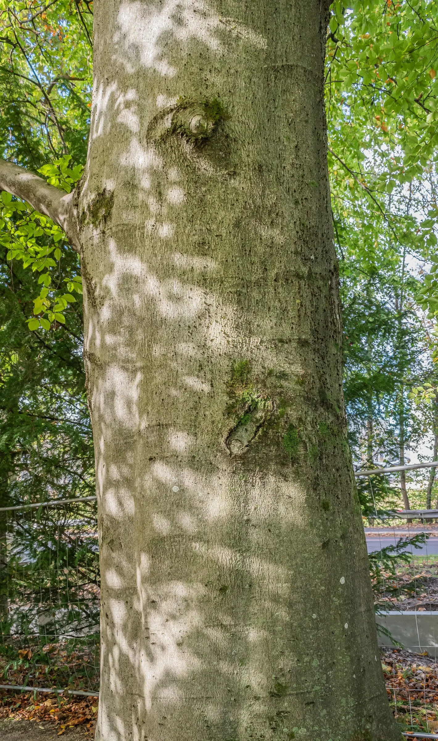 European Beech (Fagus Sylvatica) — but its grandeur and seasonal variations guarantee a dignified; highly sought after in landscape designs for its, image 73