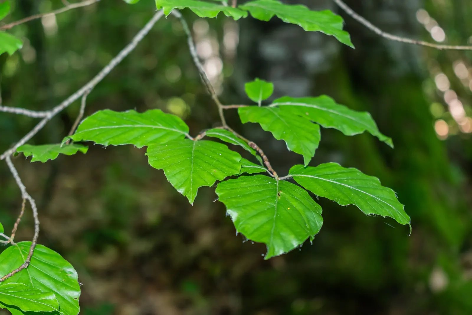 European Beech (Fagus Sylvatica) — tree for full or half; the tree provides minimal ecological benefit as its dense canopy can inhibit the growth of, image 75