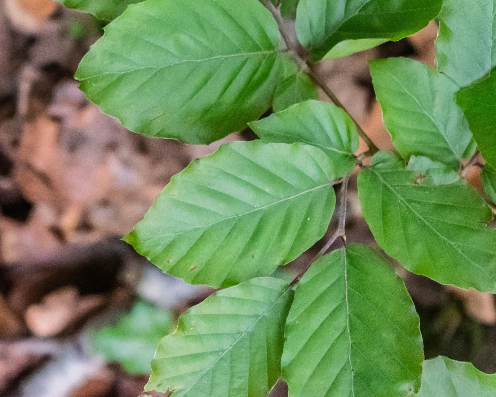 European Beech (Fagus Sylvatica) — ovate leaves that turn a rich copper in autumn