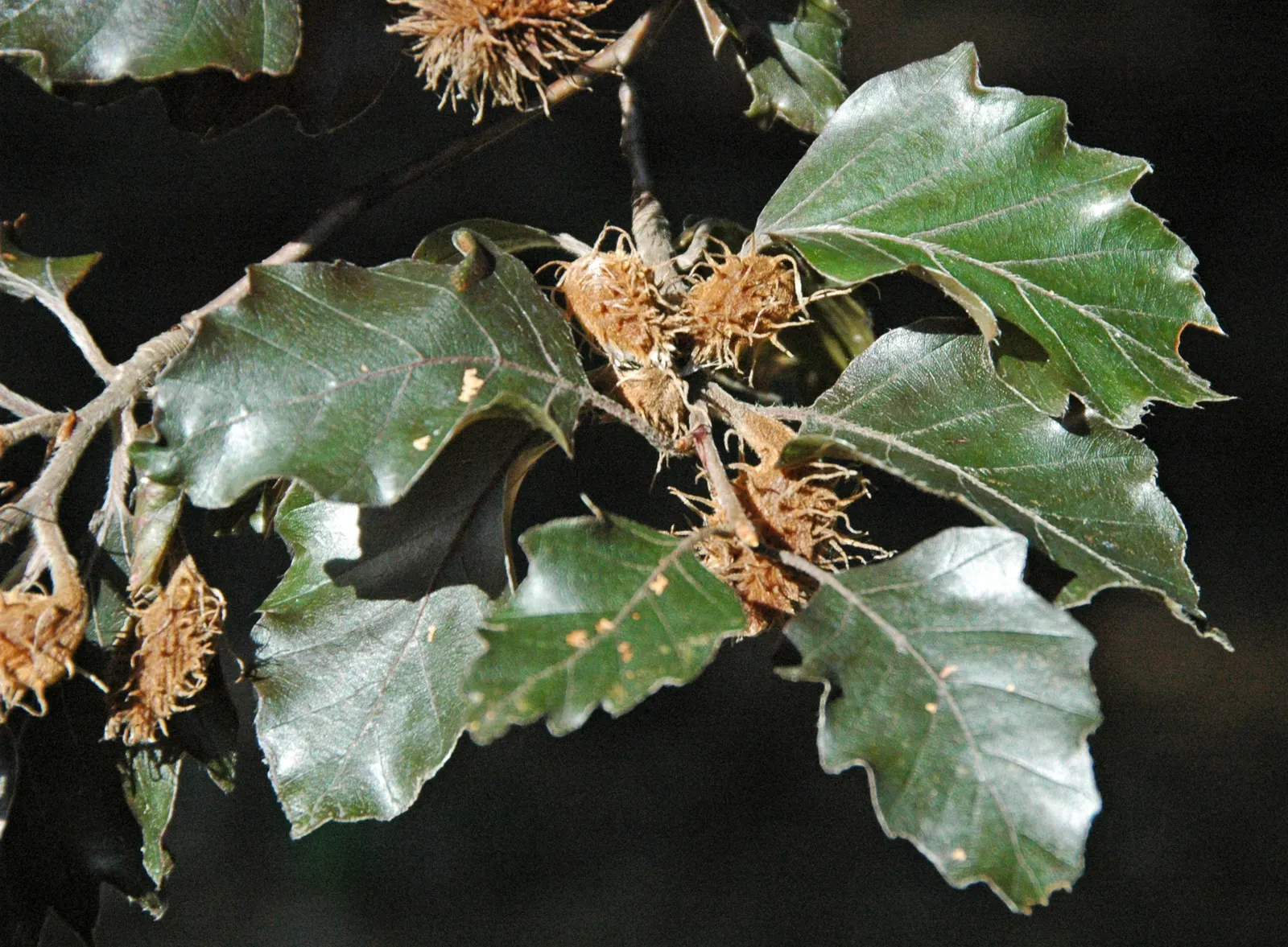 European Beech (Fagus Sylvatica) — highly sought after in landscape designs for its majestic form and year-round aesthetic appeal