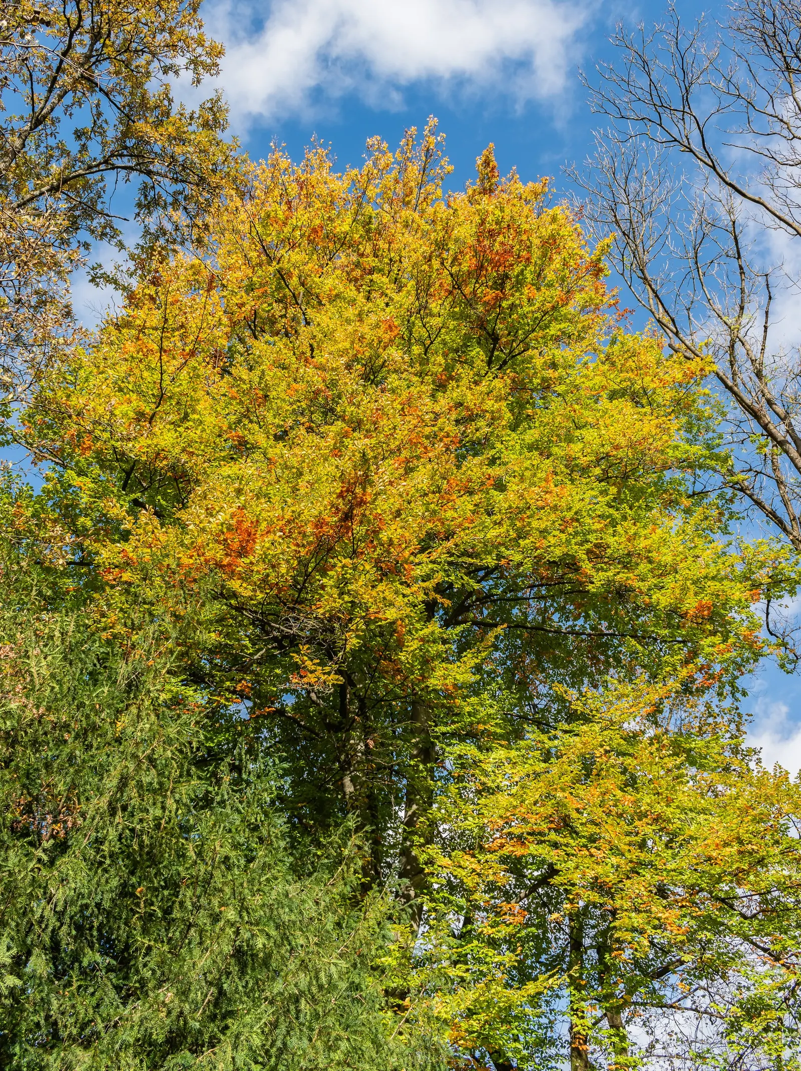 European Beech (Fagus Sylvatica) — the European Beech requires minimal maintenance once established