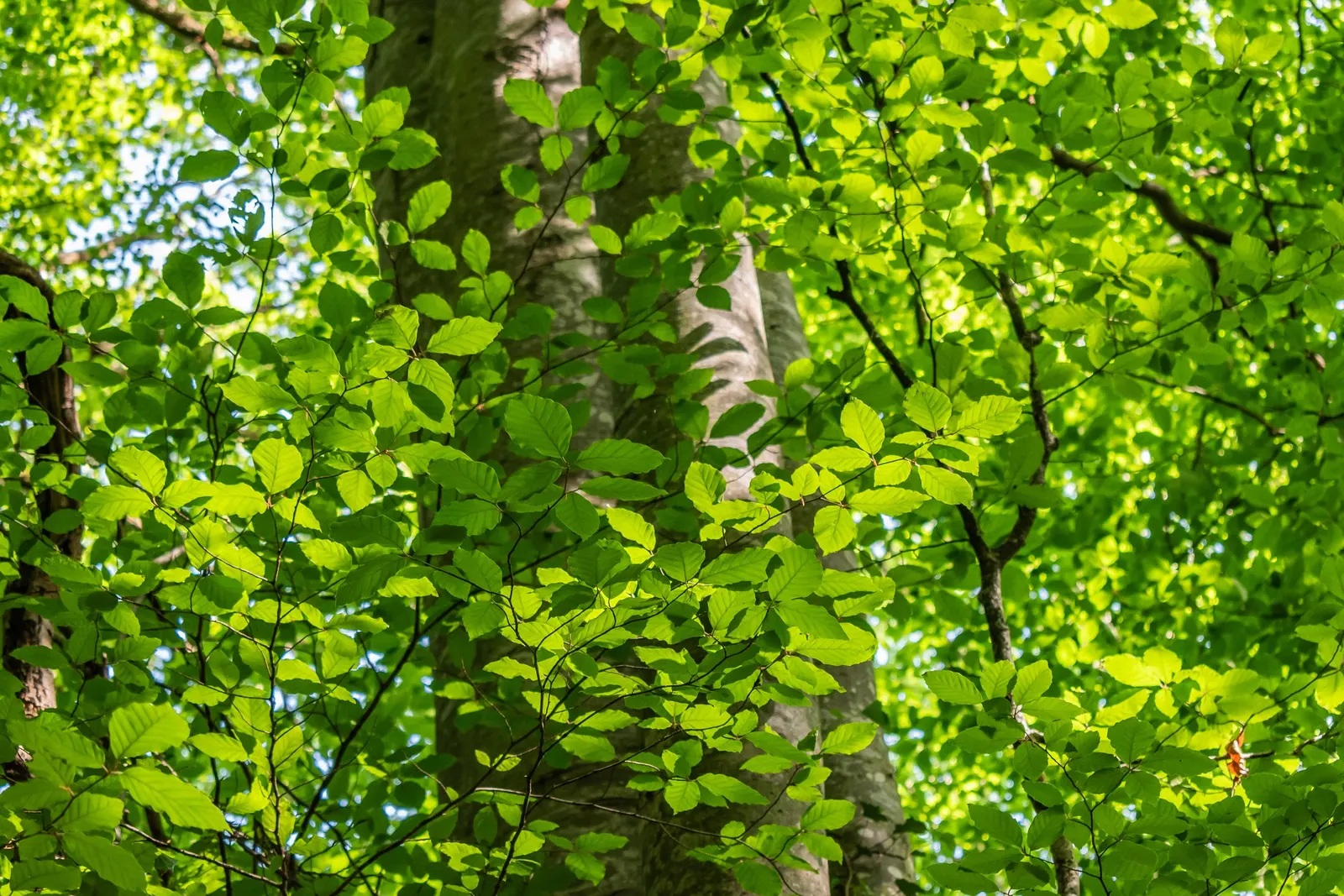 European Beech (Fagus Sylvatica) — The European Beech (Fagus sylvatica) stands as an eminent and versatile deciduous tree; as its root system is quite extensive