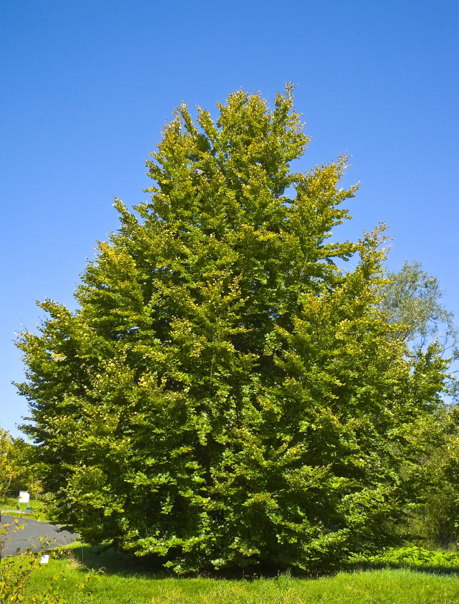 European Beech (Fagus Sylvatica) — With the arrival of autumn