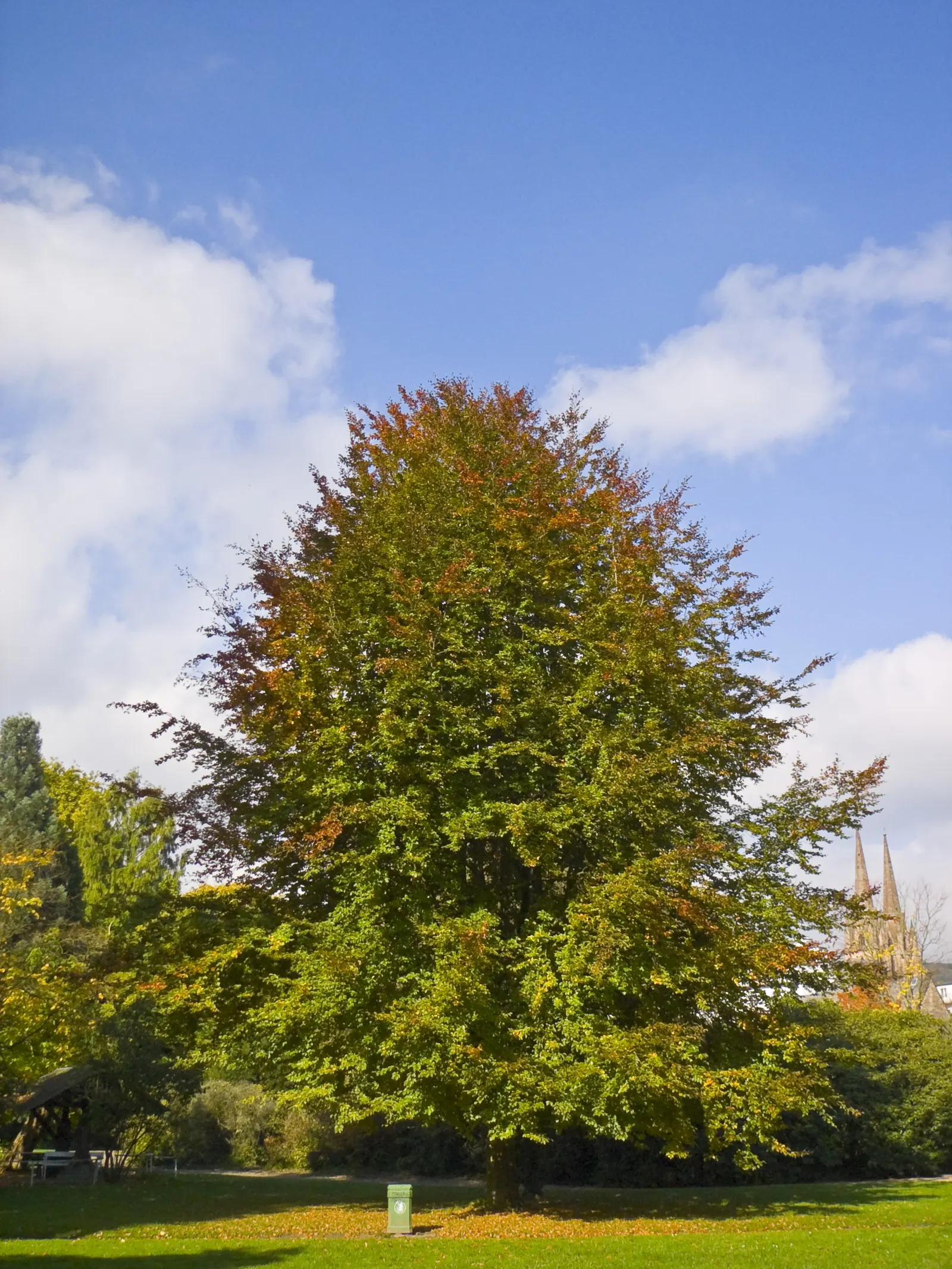 European Beech (Fagus Sylvatica) — With the arrival of autumn; a stately choice for large spaces and avenues