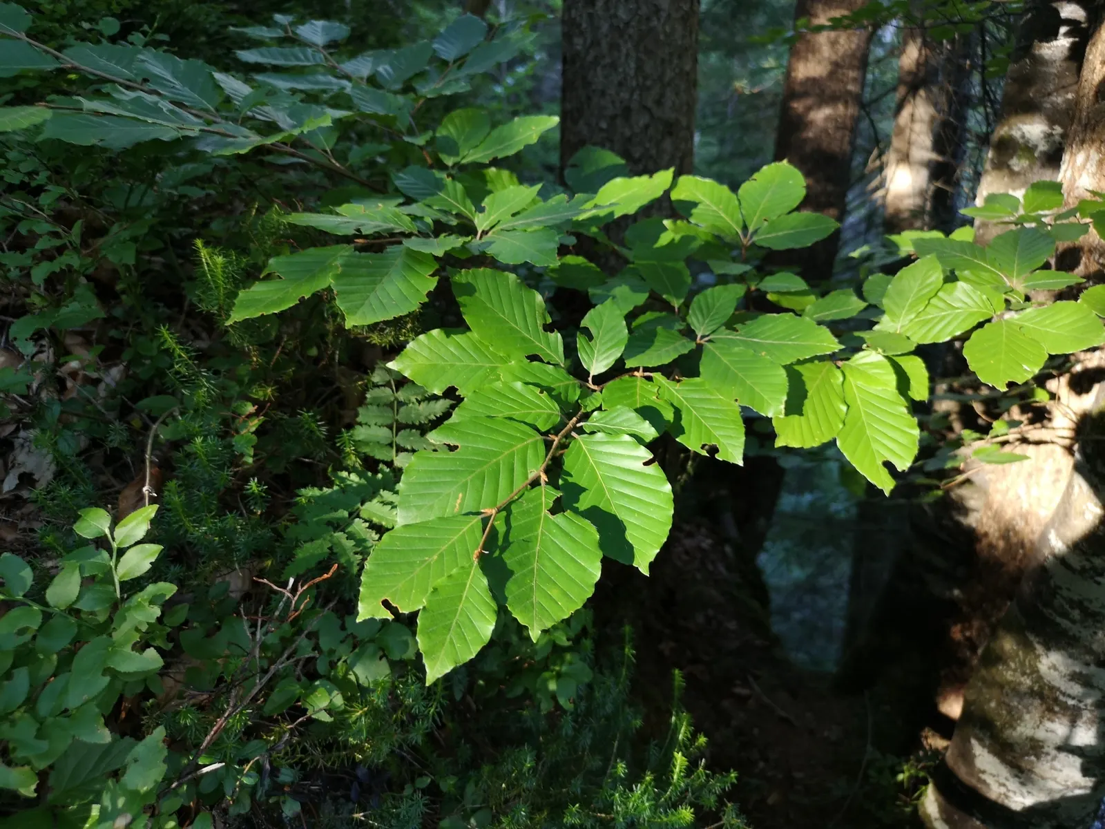 European Beech (Fagus Sylvatica) — but it is important to ensure it has adequate space to grow both above and below ground; with the arrival of autumn