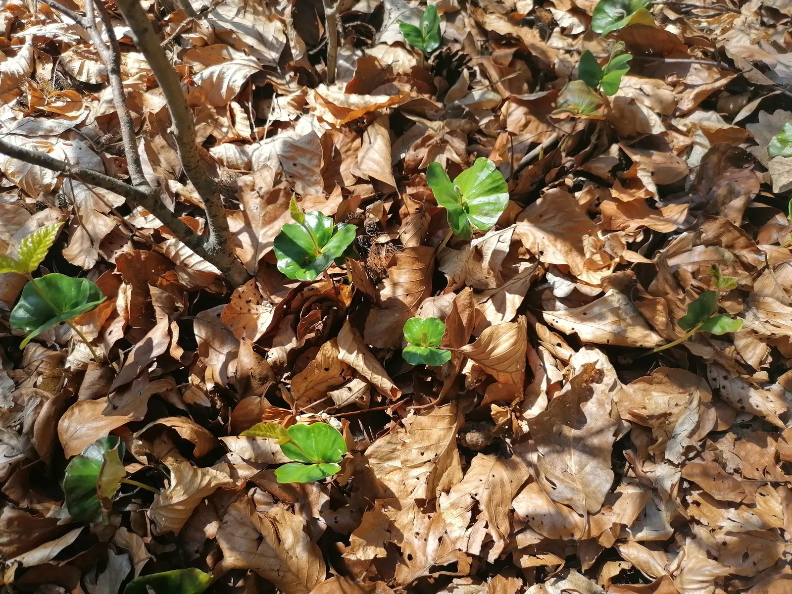 European Beech (Fagus Sylvatica) — the European Beech requires minimal maintenance once established; hardy in USDA zones 4-7, it thrives in well-drained soil