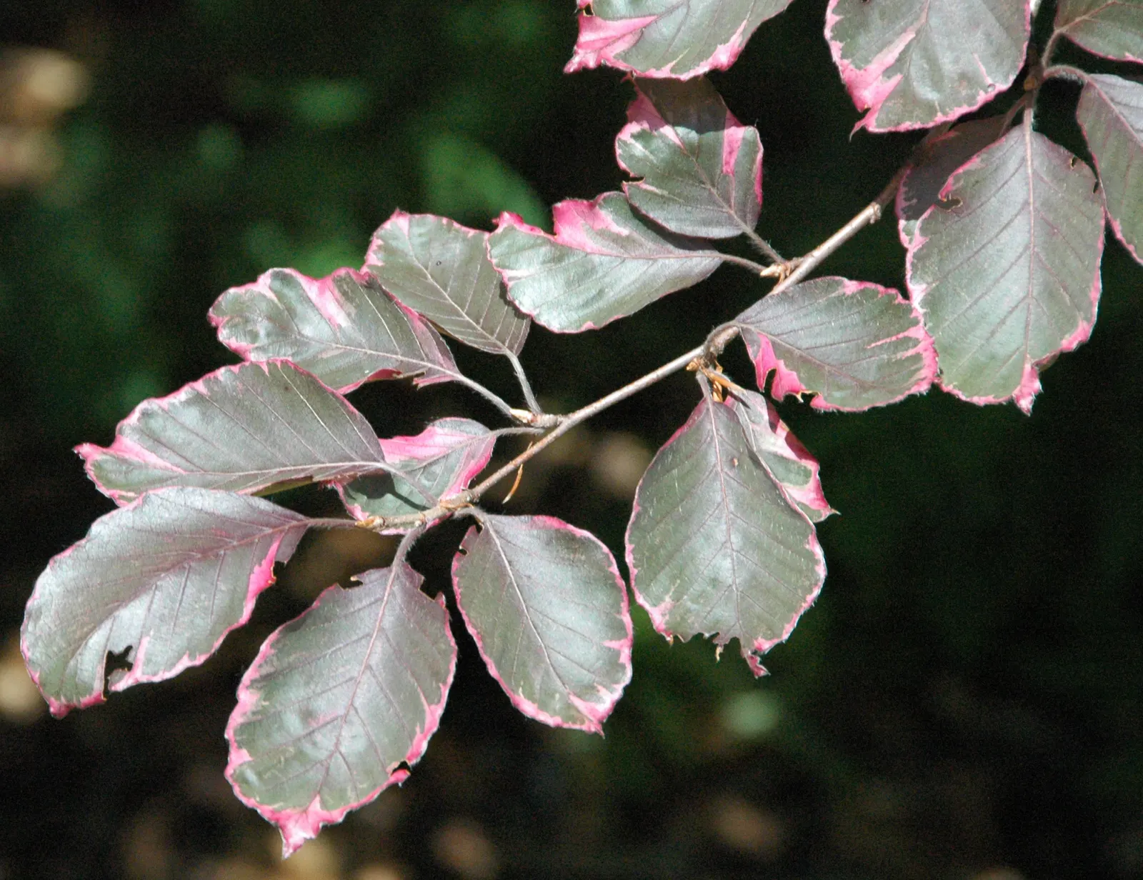 European Beech (Fagus Sylvatica) — year-round elegance for any landscape setting; the European Beech thrives in well-drained, fertile soil and prefers full sun