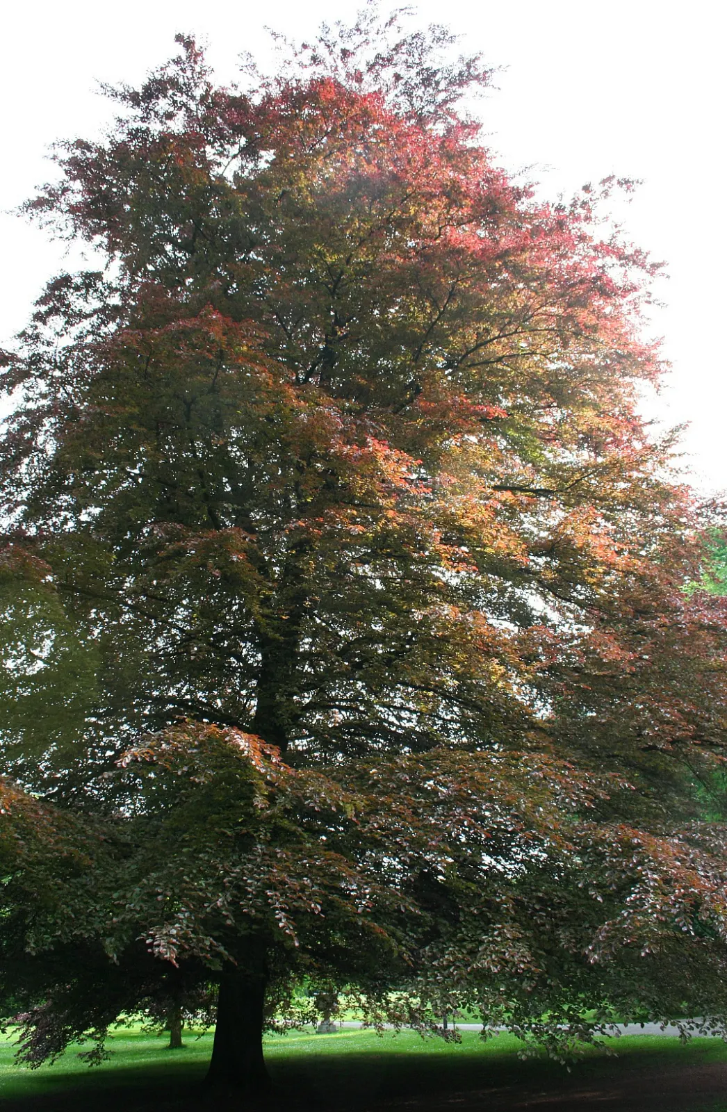 European Beech (Fagus Sylvatica) — Hardy in USDA zones 4-7, it thrives in well-drained soil and full sun to part shade; the European Beech (Fagus, image 55