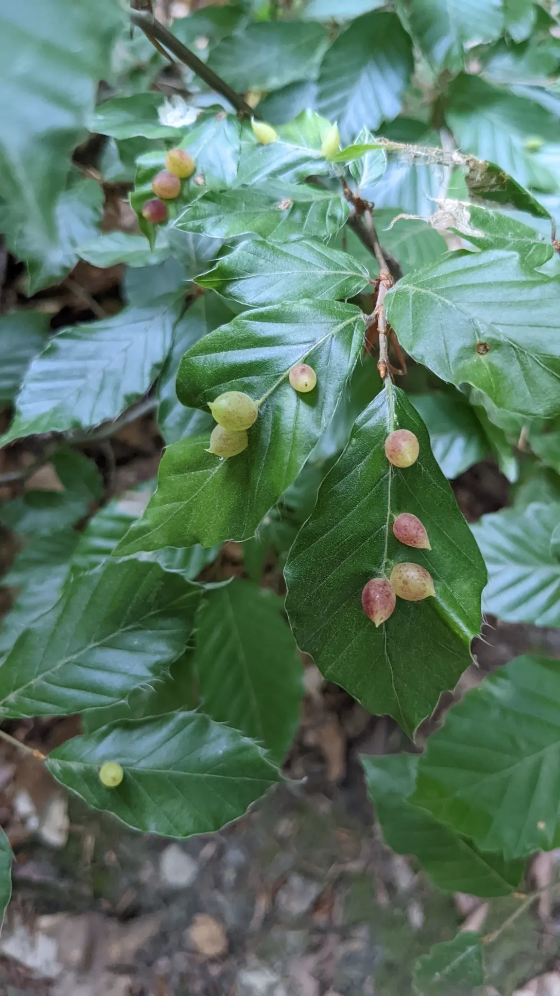 European Beech (Fagus Sylvatica) — as its root system is quite extensive; the European Beech requires minimal maintenance once established