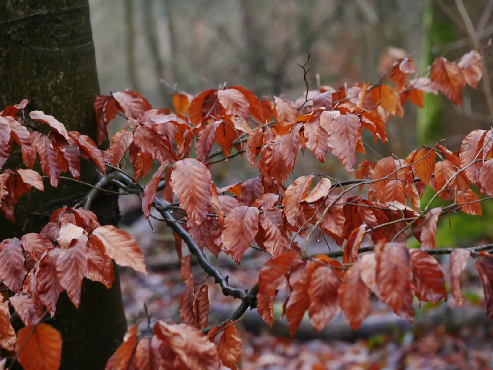 European Beech (Fagus Sylvatica) — which matures to a deep emerald through the summer months; year-round elegance for any landscape setting