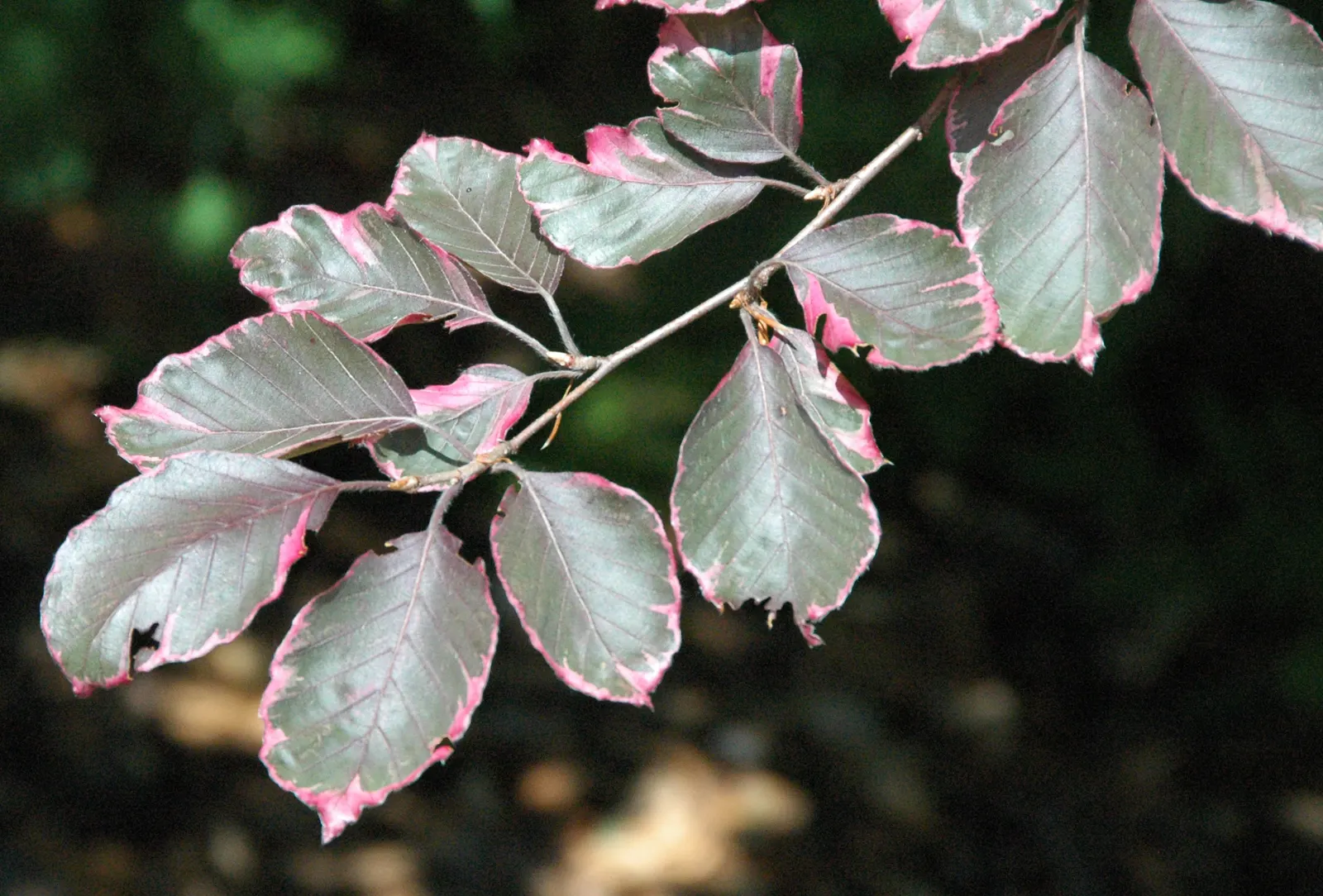 European Beech (Fagus Sylvatica) — Reaching up to 60 feet tall with a canopy spread of 35-45 feet, it creates dense shade; tree for full or half, image 54