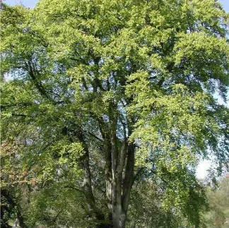 European Beech (Fagus Sylvatica) — which should be taken into consideration during the planning phases.<br><br>For the longevity of its life