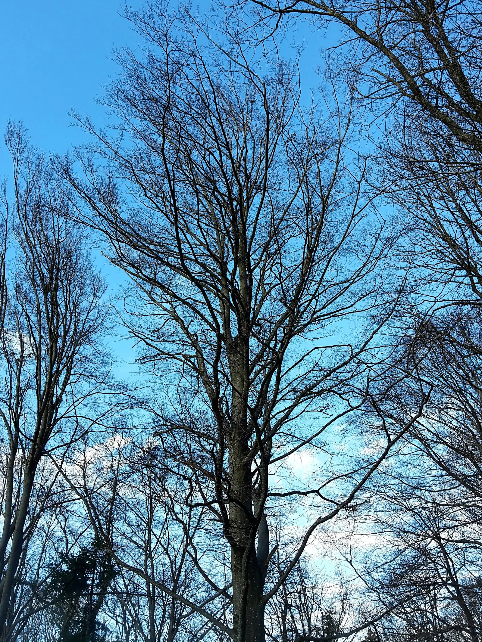 European Beech (Fagus Sylvatica) — as its root system is quite extensive