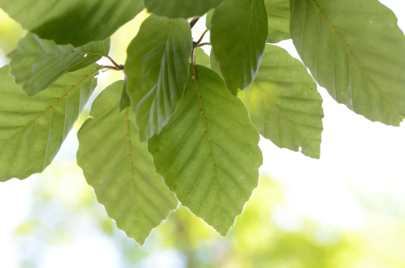 European Beech (Fagus Sylvatica) — Hardy in USDA zones 4-7, it thrives in well-drained soil and full sun to part shade