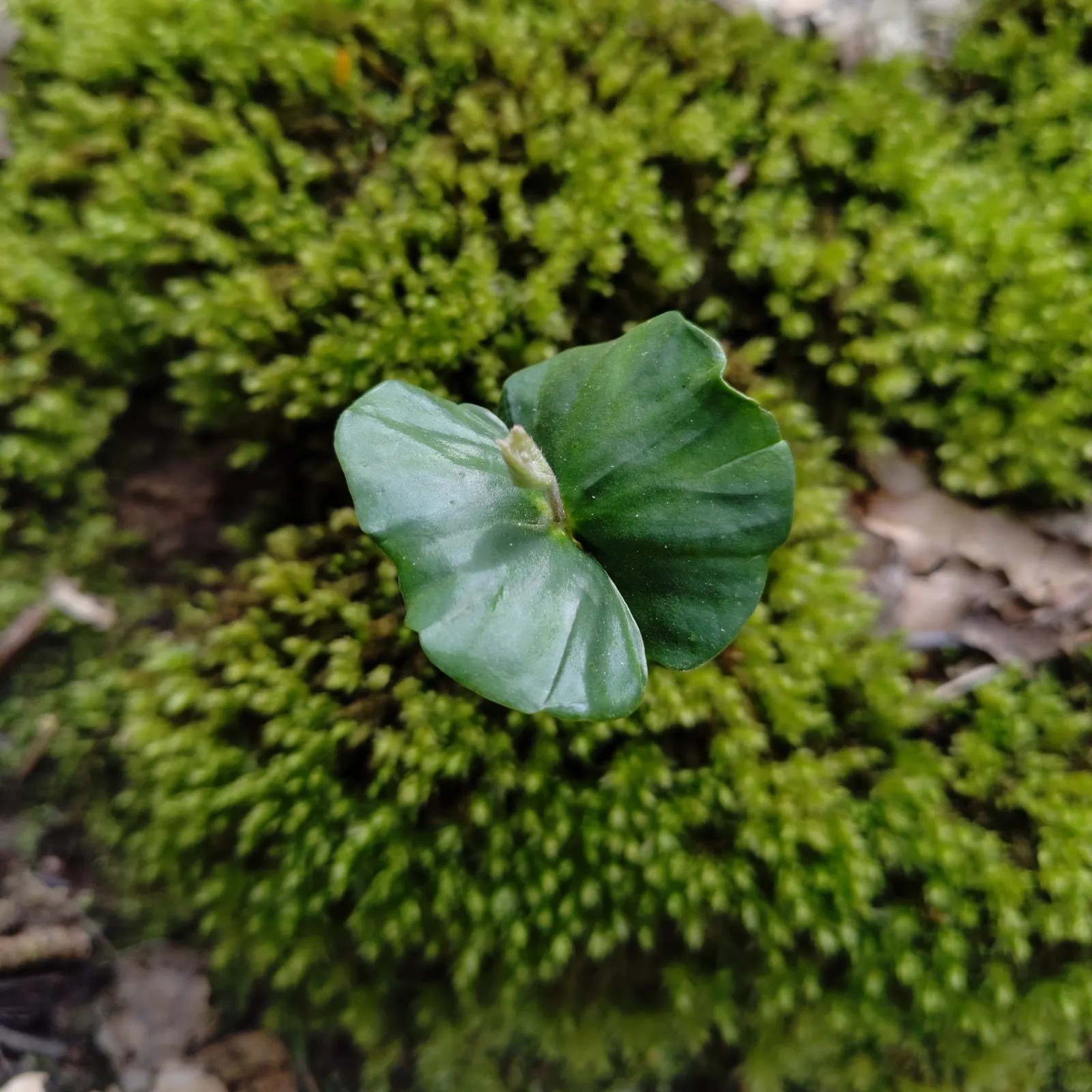 European Beech (Fagus Sylvatica) — adding about 12 to 24 inches per year
