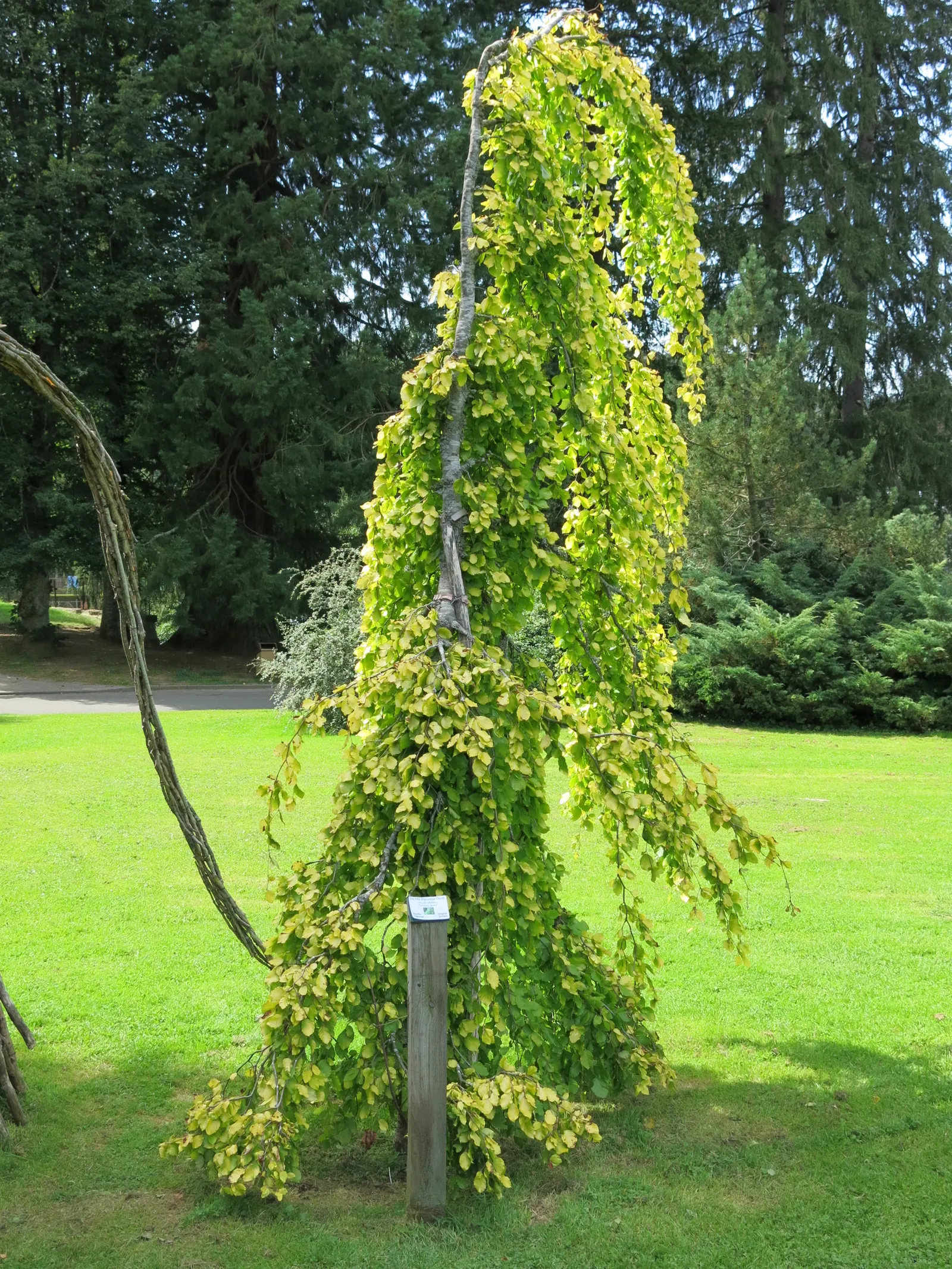 European Beech (Fagus Sylvatica) — The European Beech thrives in well-drained, fertile soil and prefers full sun to partial shade
