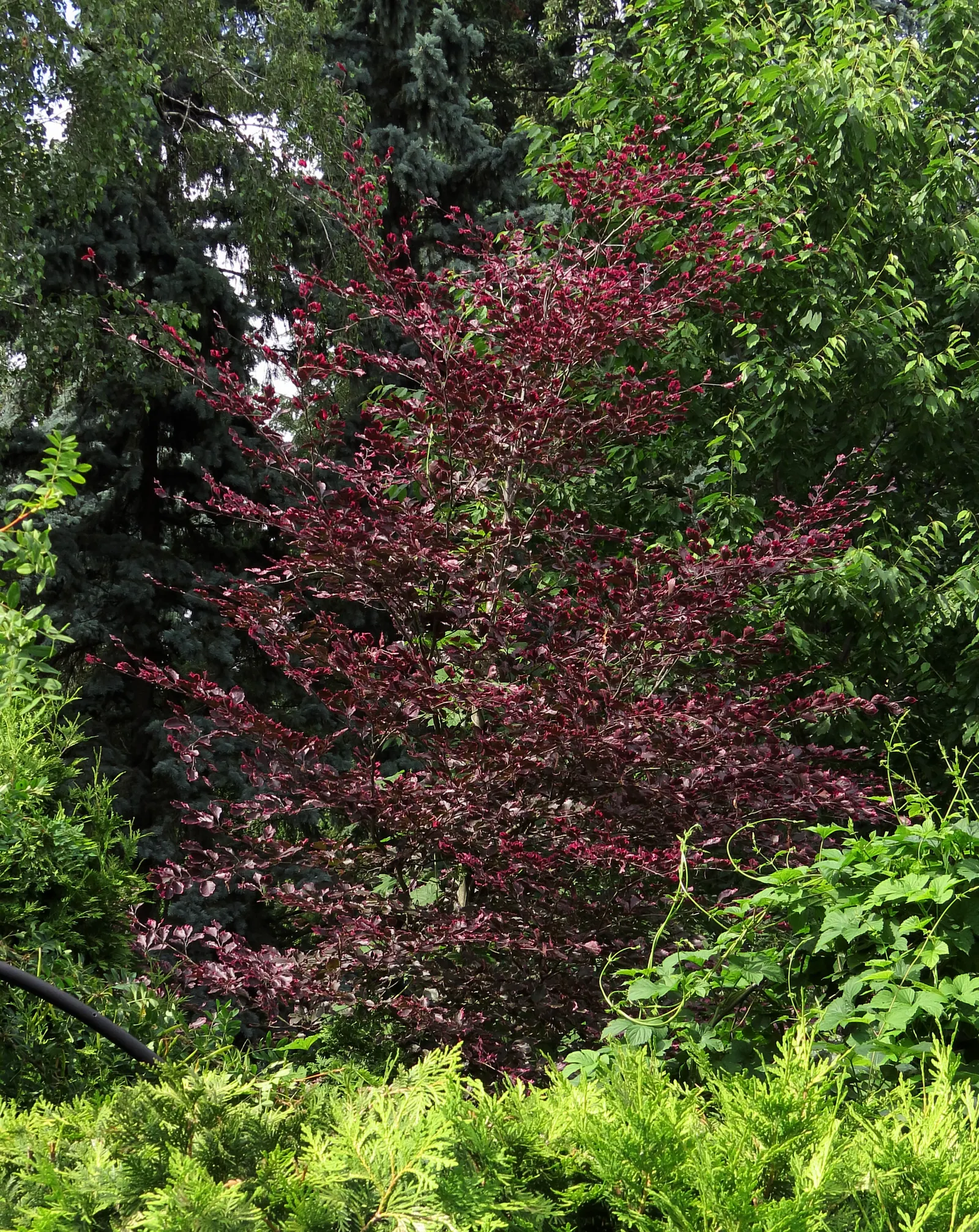 European Beech (Fagus Sylvatica) — the tree provides minimal ecological benefit as its dense canopy can inhibit the growth of underplanting