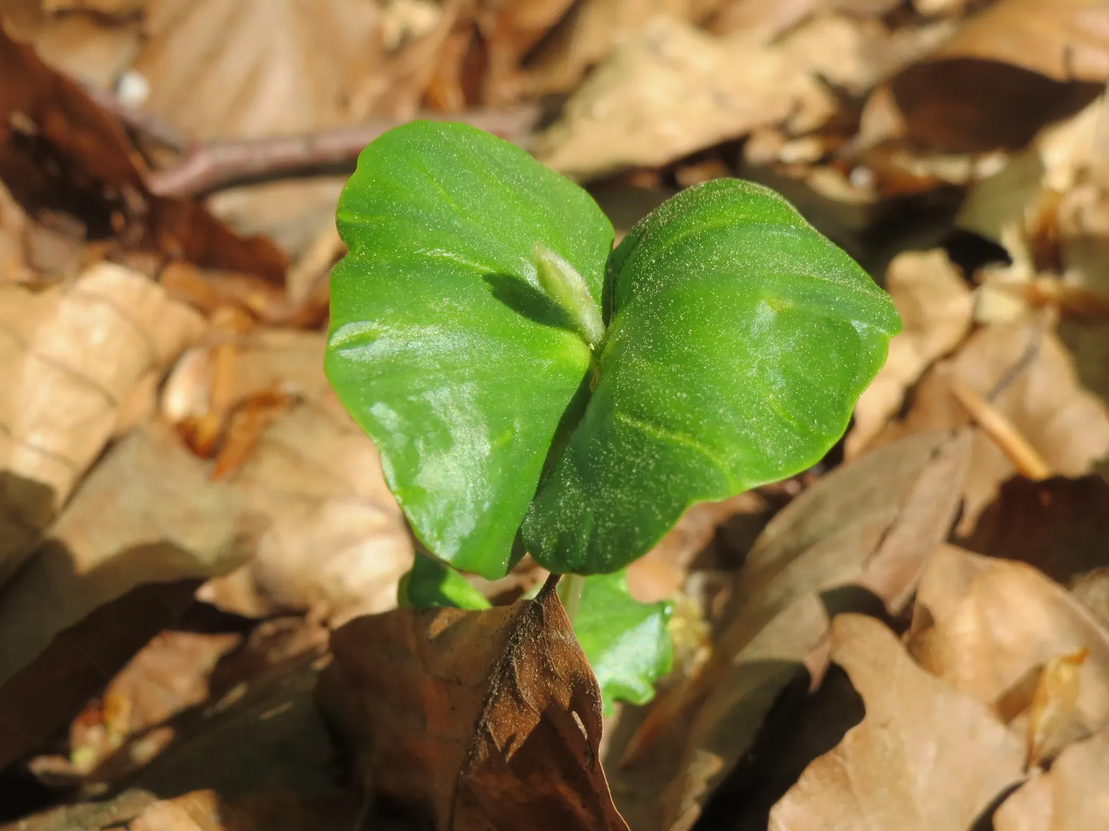 European Beech (Fagus Sylvatica) — allowing it to provide substantial shade