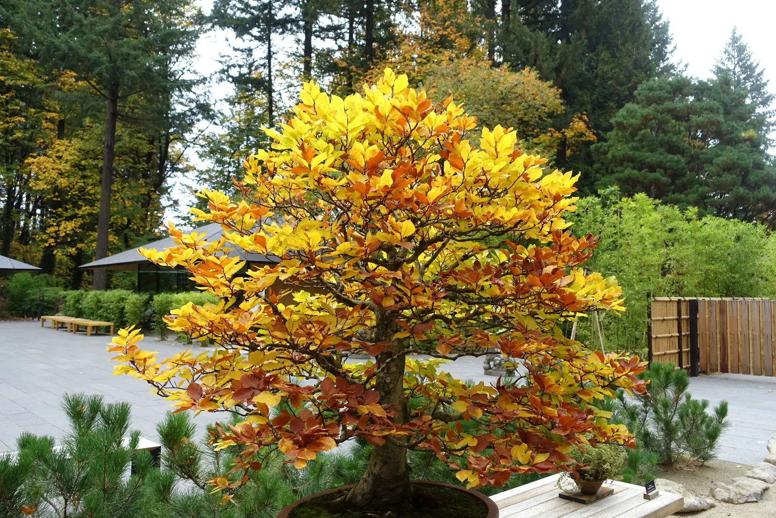 European Beech (Fagus Sylvatica) — A stately choice for large spaces and avenues