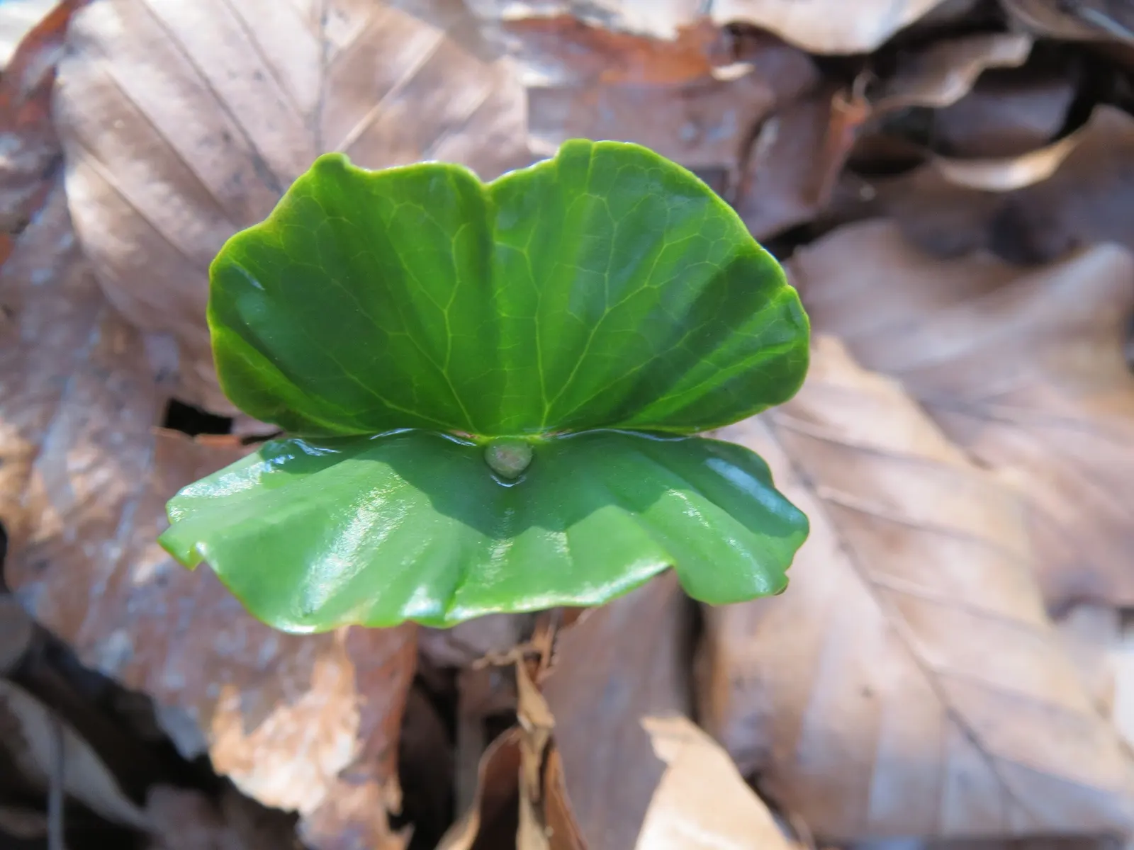 European Beech (Fagus Sylvatica) — The European Beech (Fagus sylvatica) stands as an eminent and versatile deciduous tree