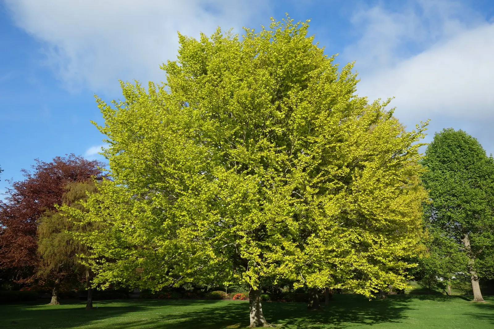 European Beech (Fagus Sylvatica) — The European Beech thrives in well-drained, fertile soil and prefers full sun to partial shade; appreciated for its smooth