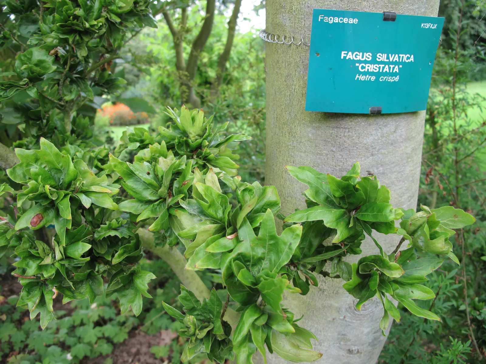 European Beech (Fagus Sylvatica) — The European Beech (Fagus sylvatica) is a majestic; reaching up to 60 feet tall with a canopy spread of 35-45 feet, it