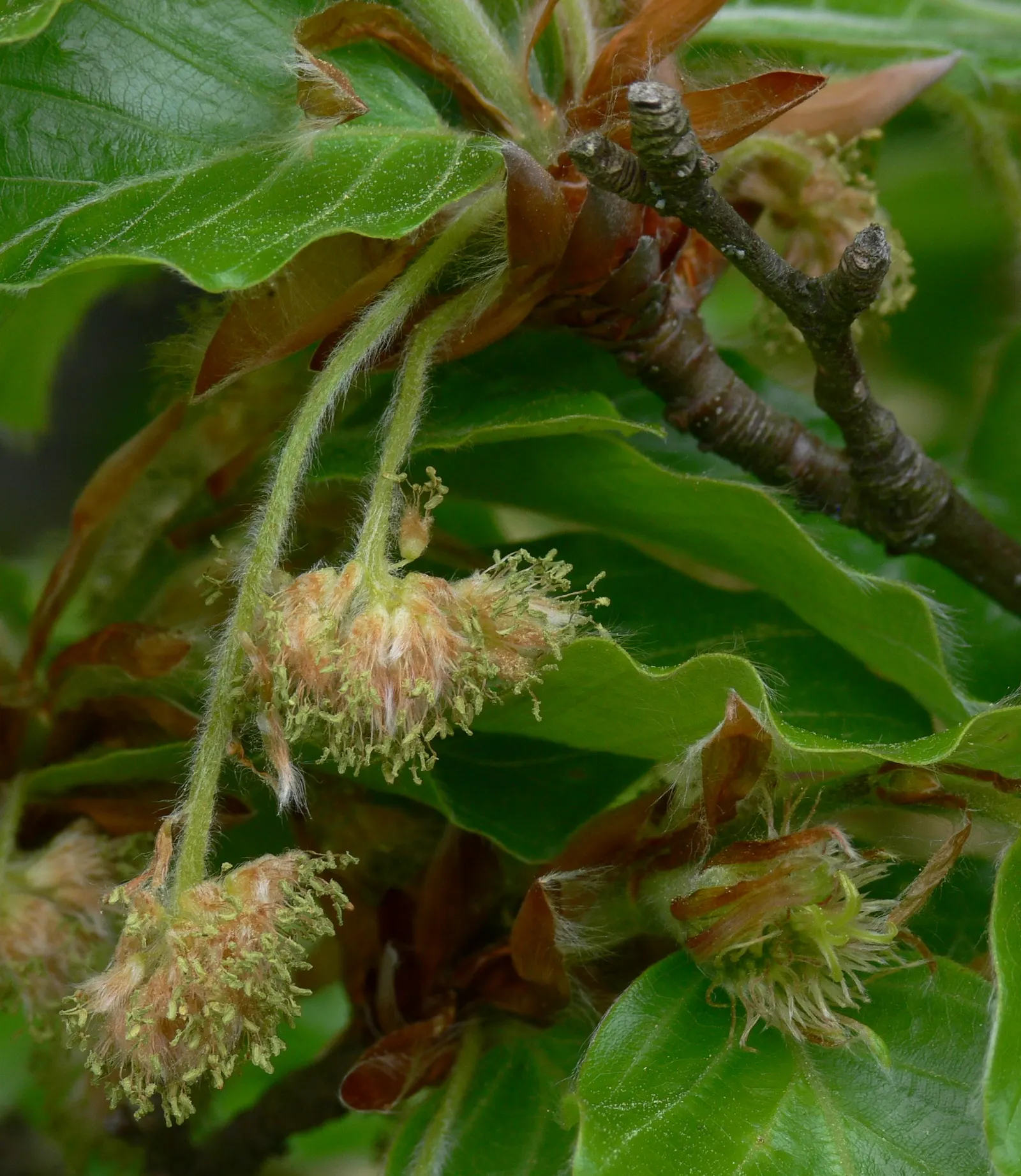 European Beech (Fagus Sylvatica) — tree for full or half